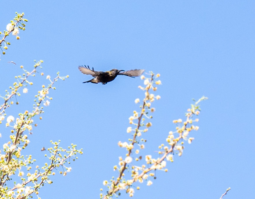 Dusky sunbird