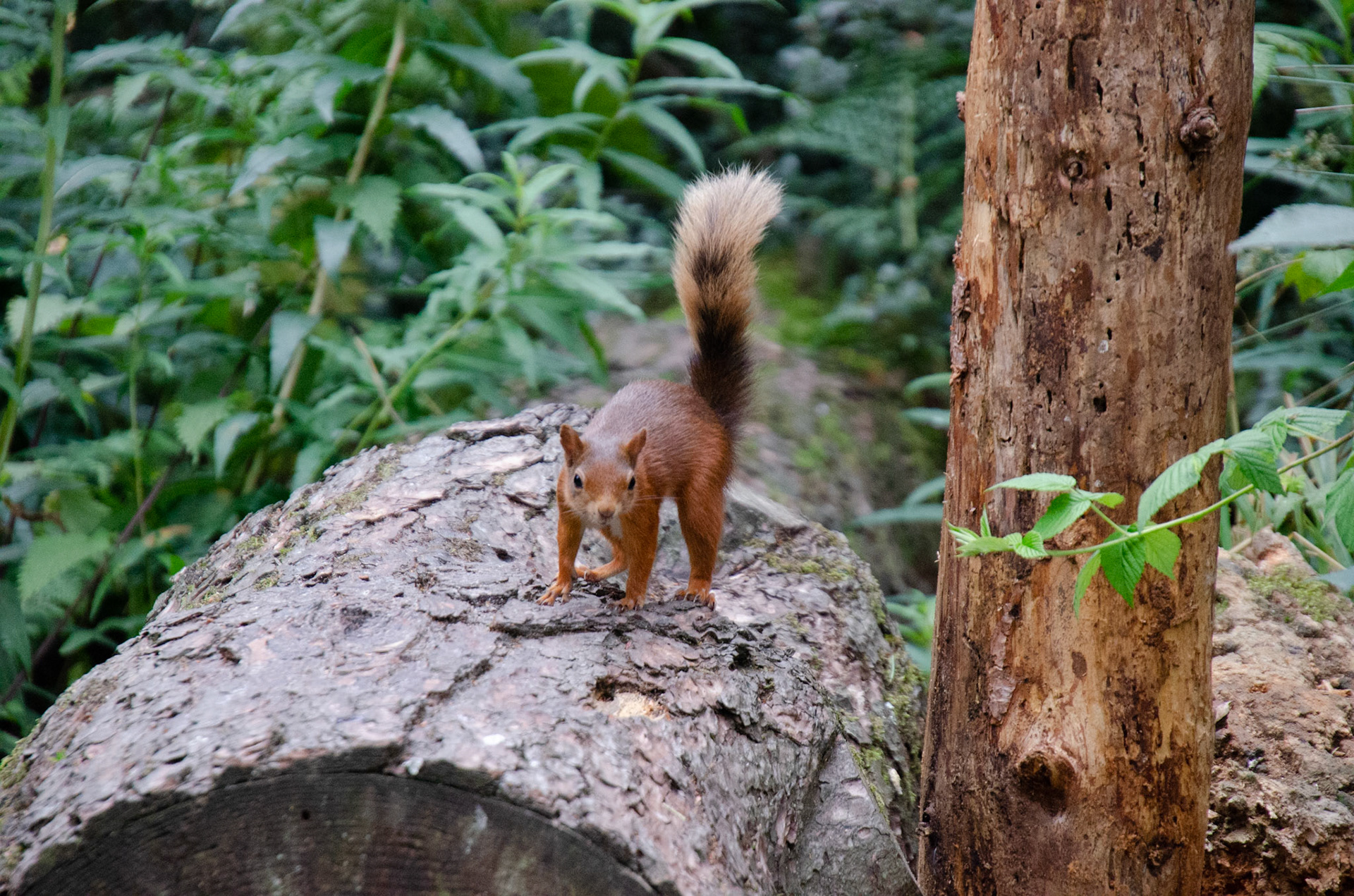 Red squirrel