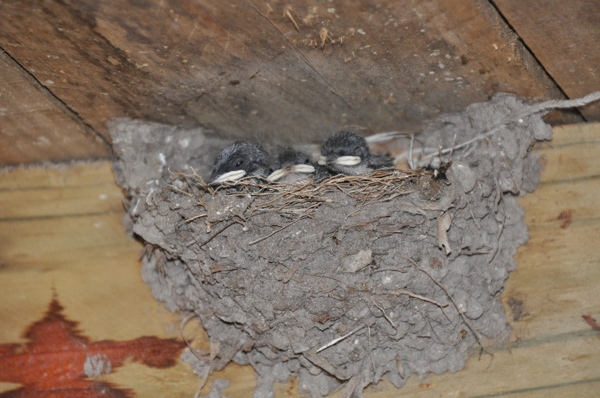White-throated swallow chicks