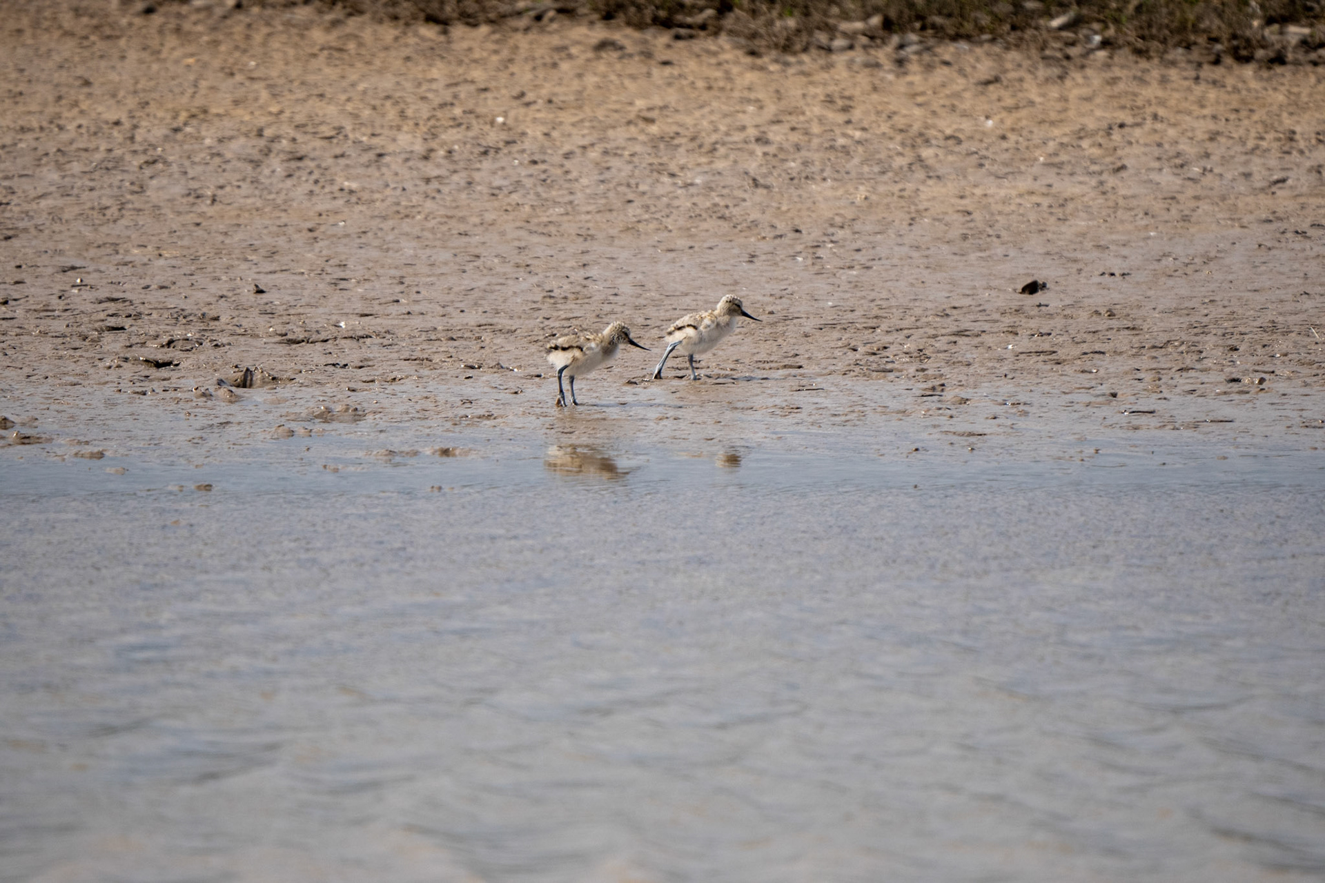 Avocet chicks