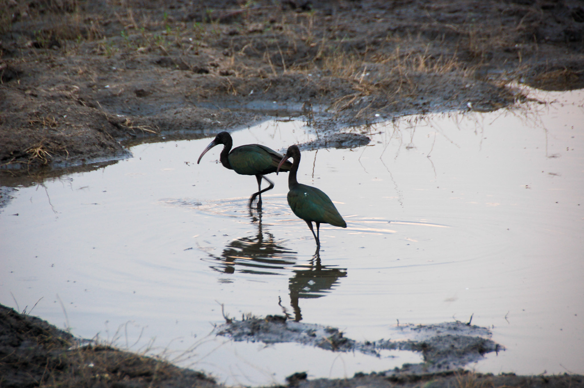 Glossy Ibis