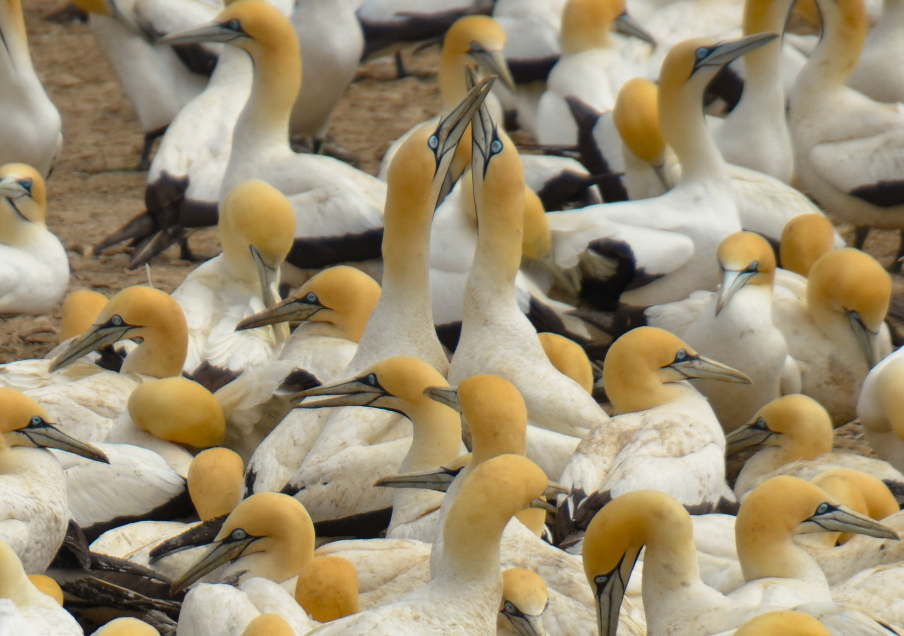 Cape Gannets