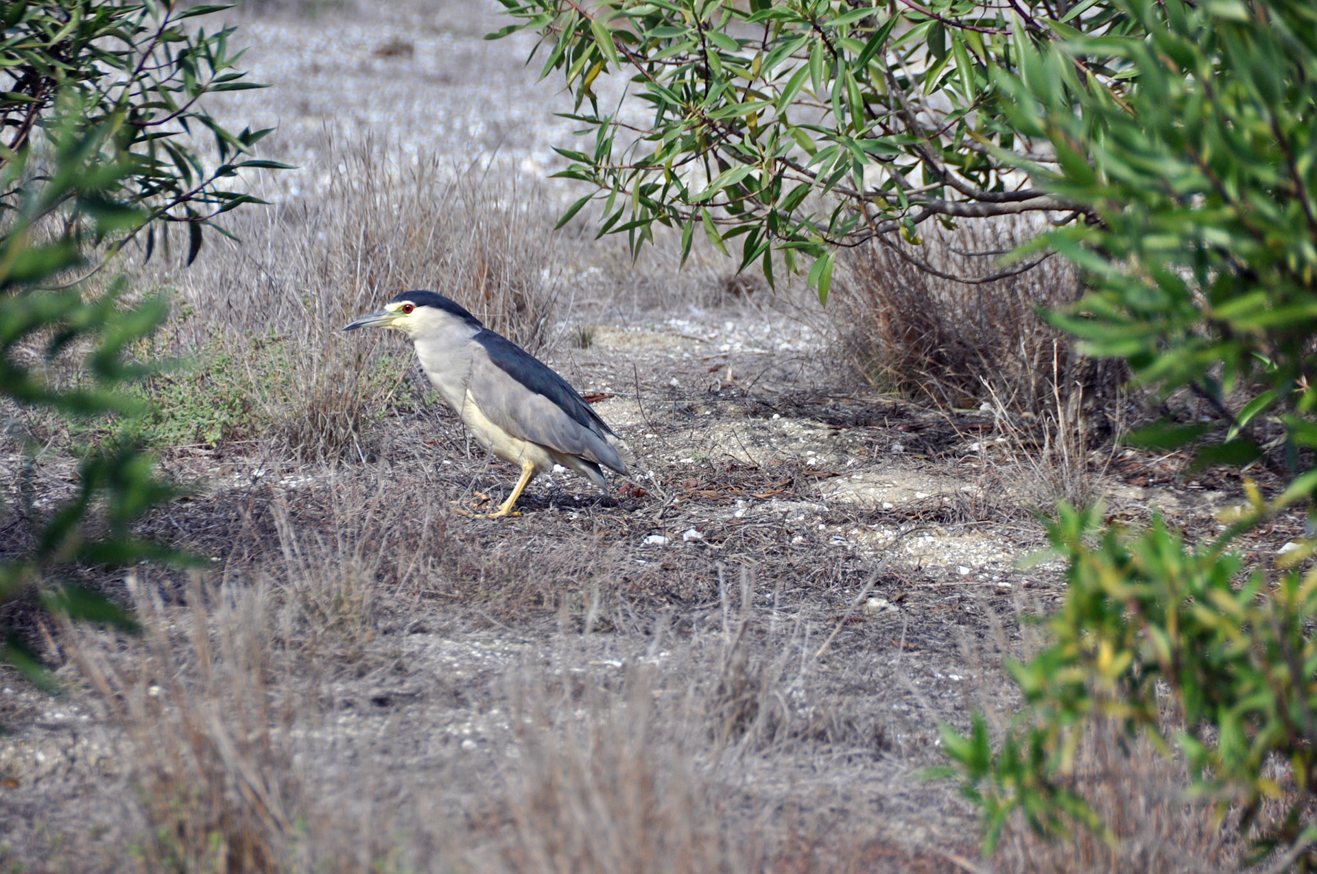 Blackcrowned night heron