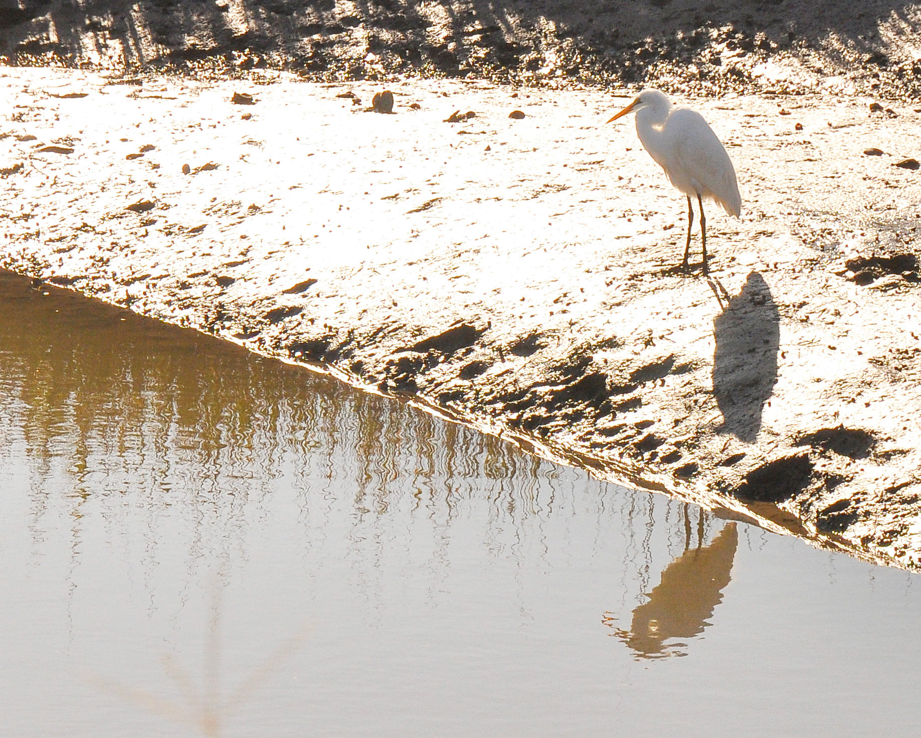 shadows and Reflections