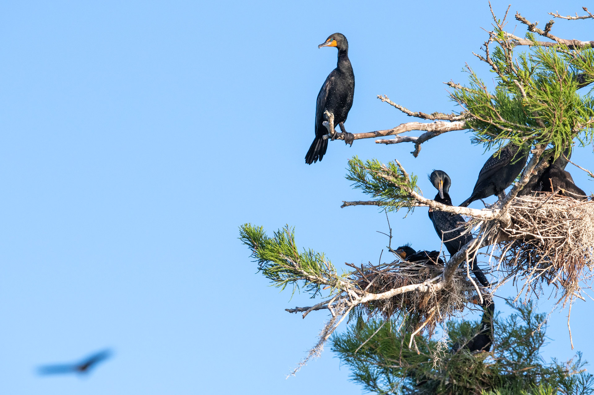 Cormorant