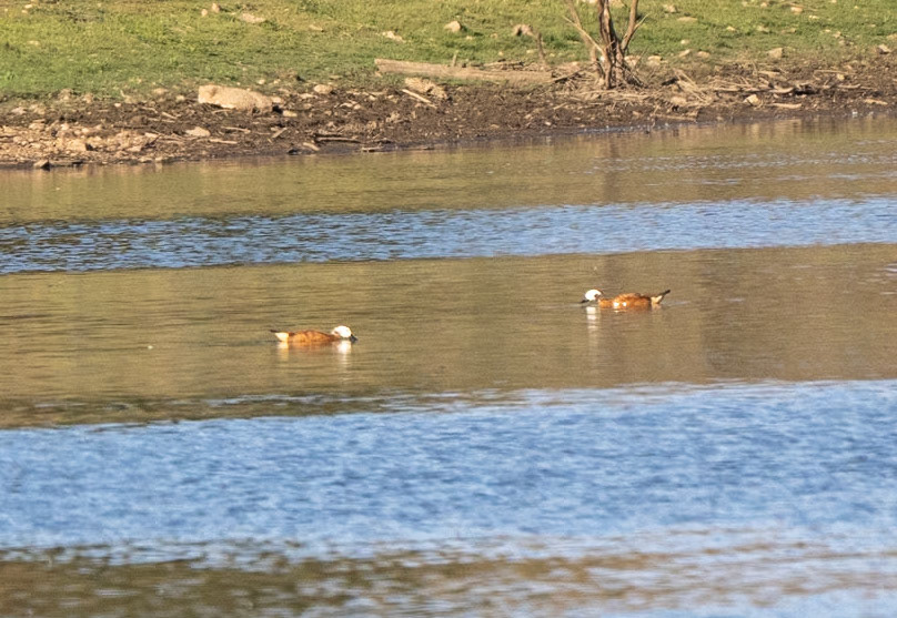 South african shelduck