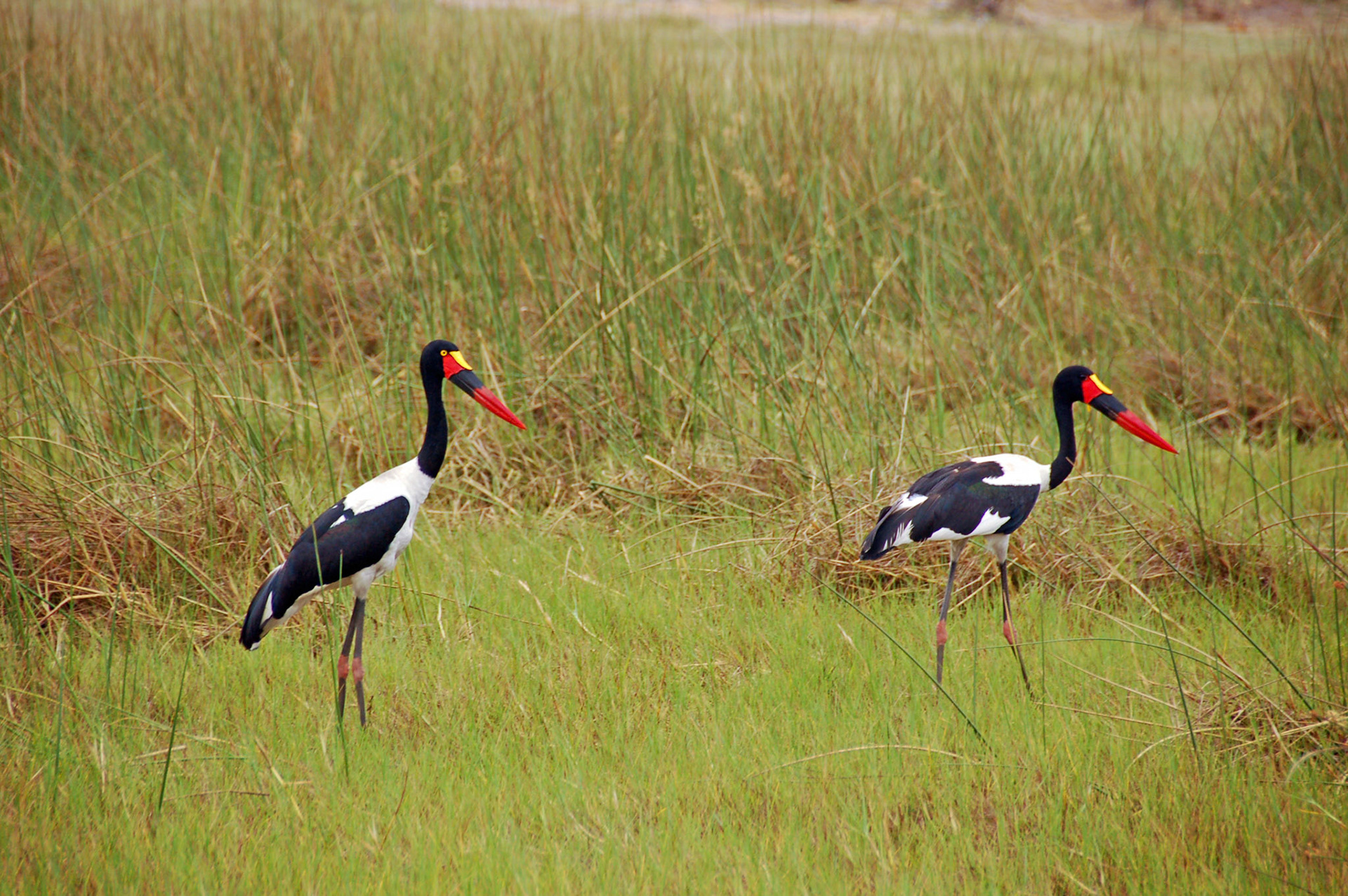 Saddle-billed stork