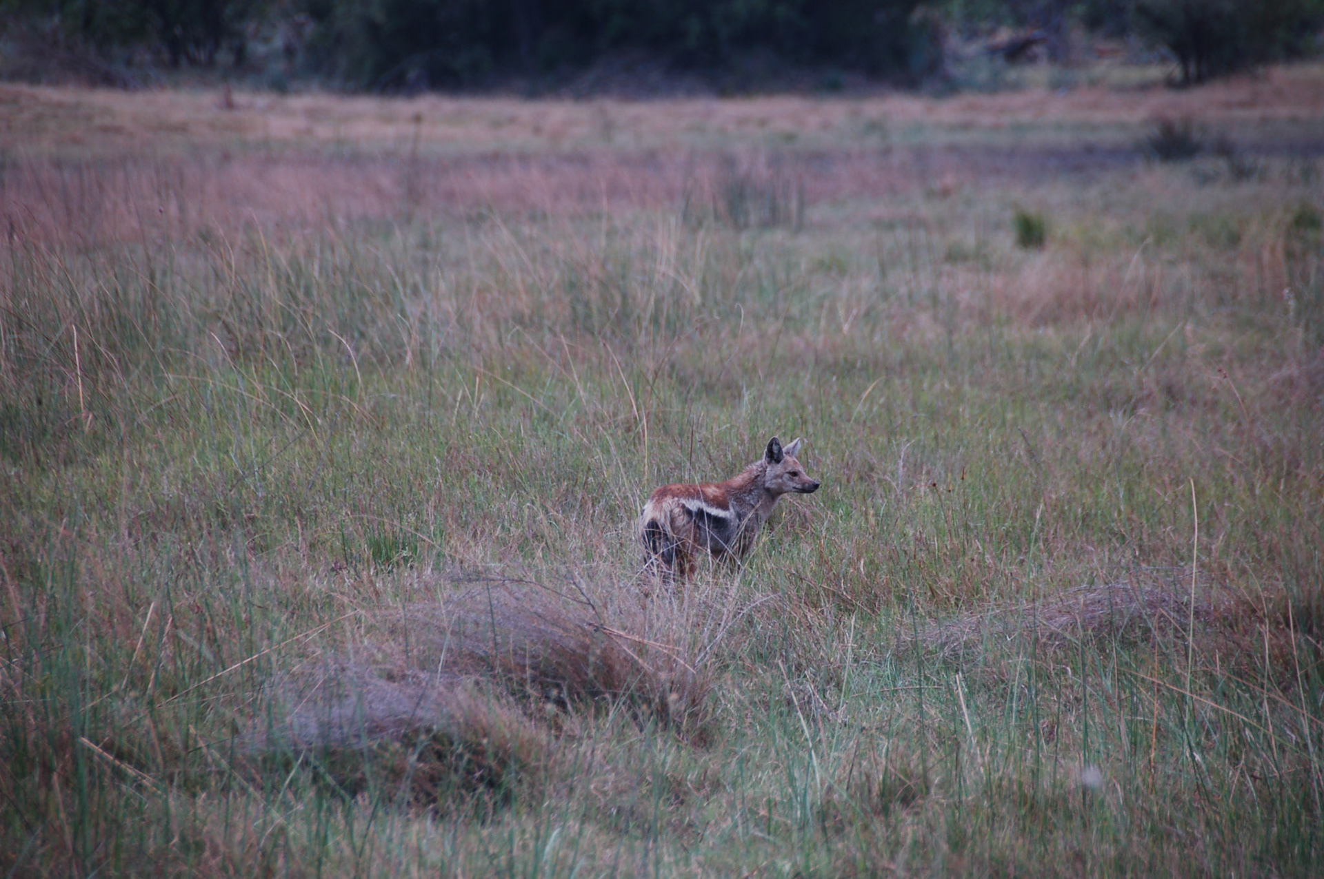Side-striped jackal