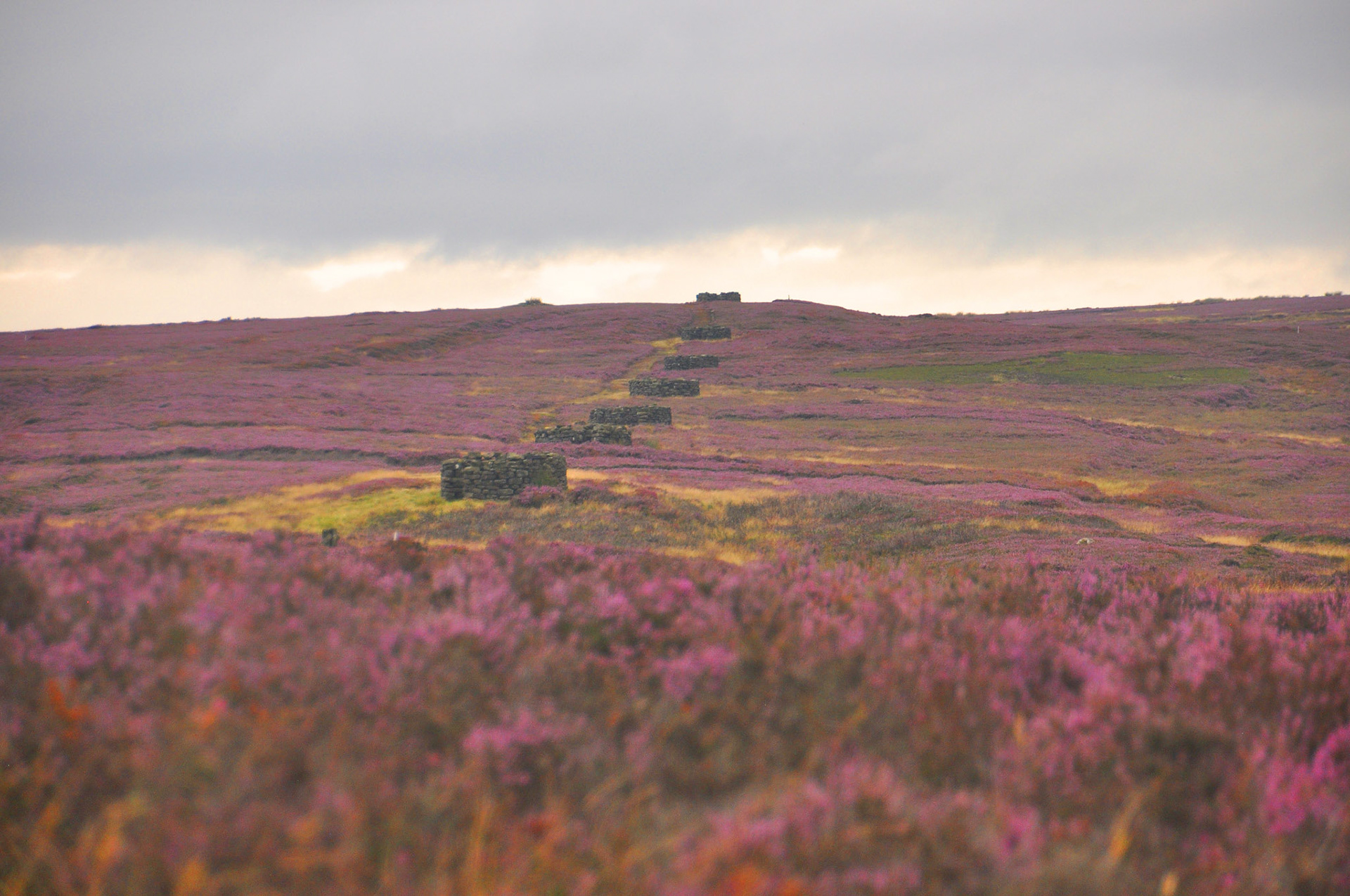 Heather and shooting station Yorkshire