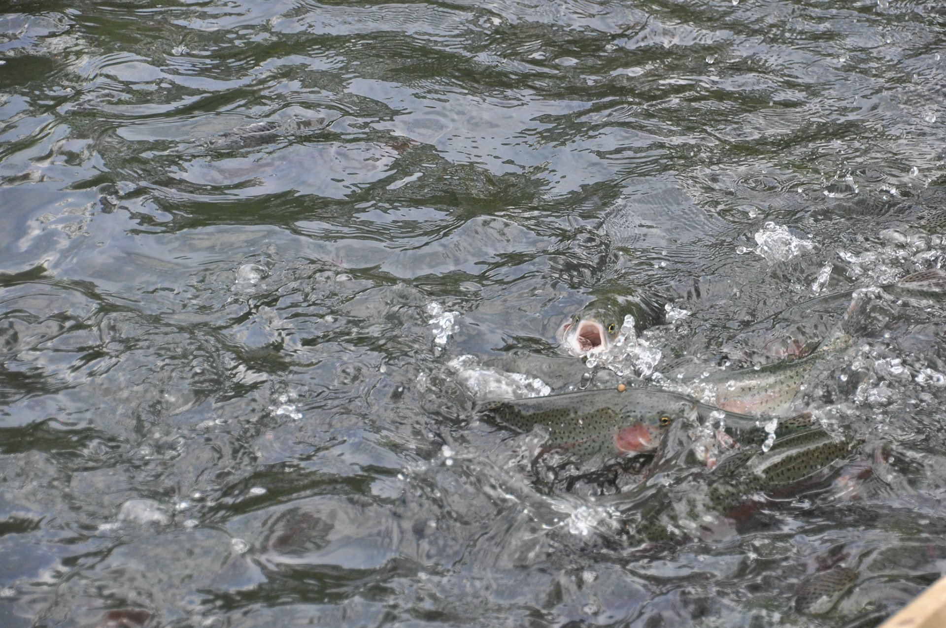 Trout farm