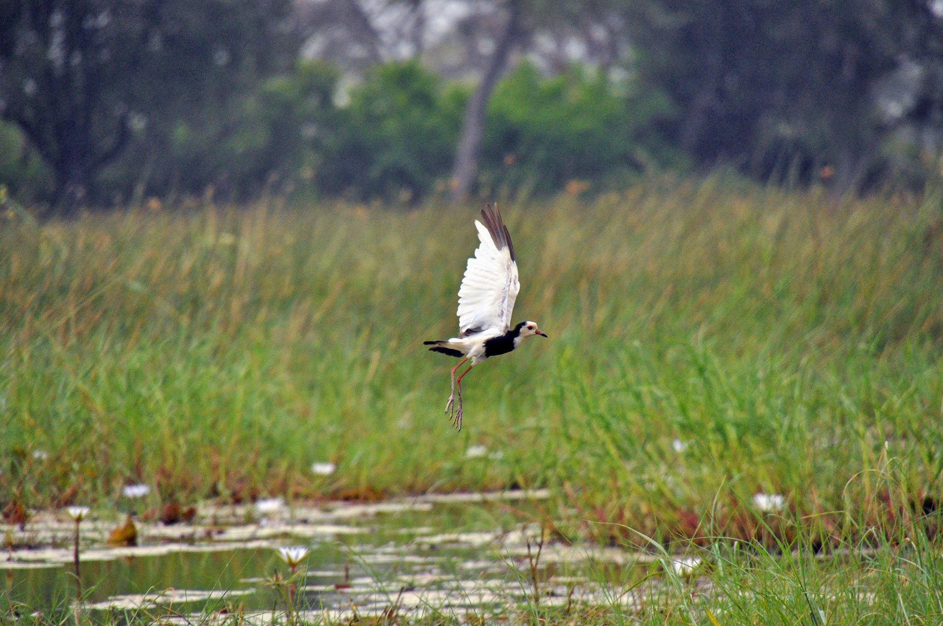 Long-toed lapwing plover