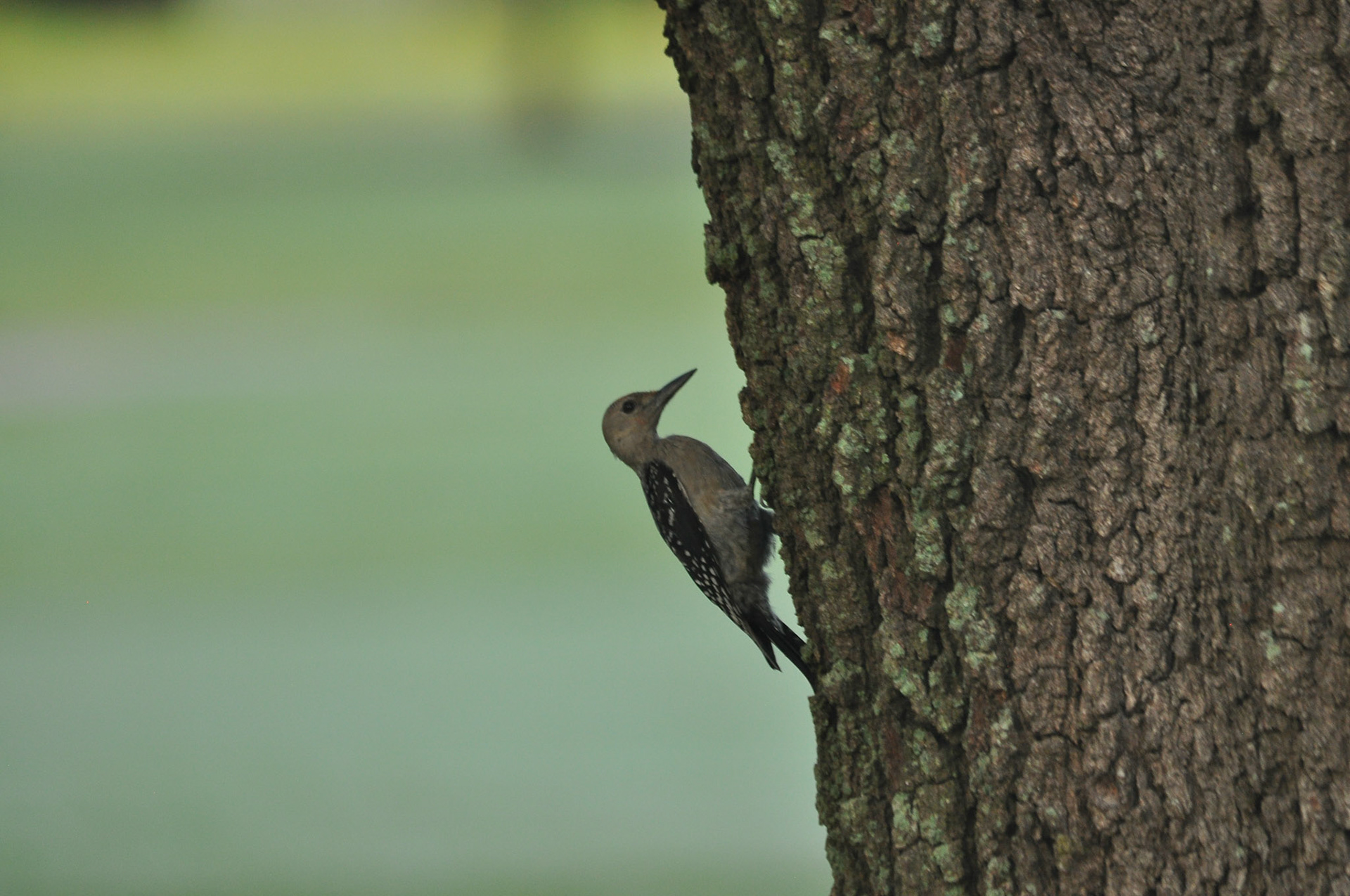 Immature red-bellied woodpecker
