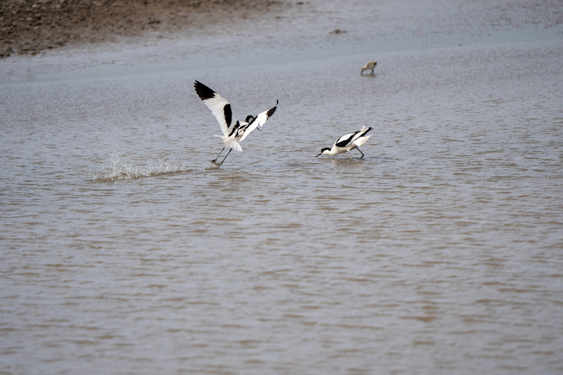 Avocet chicks, Avocet