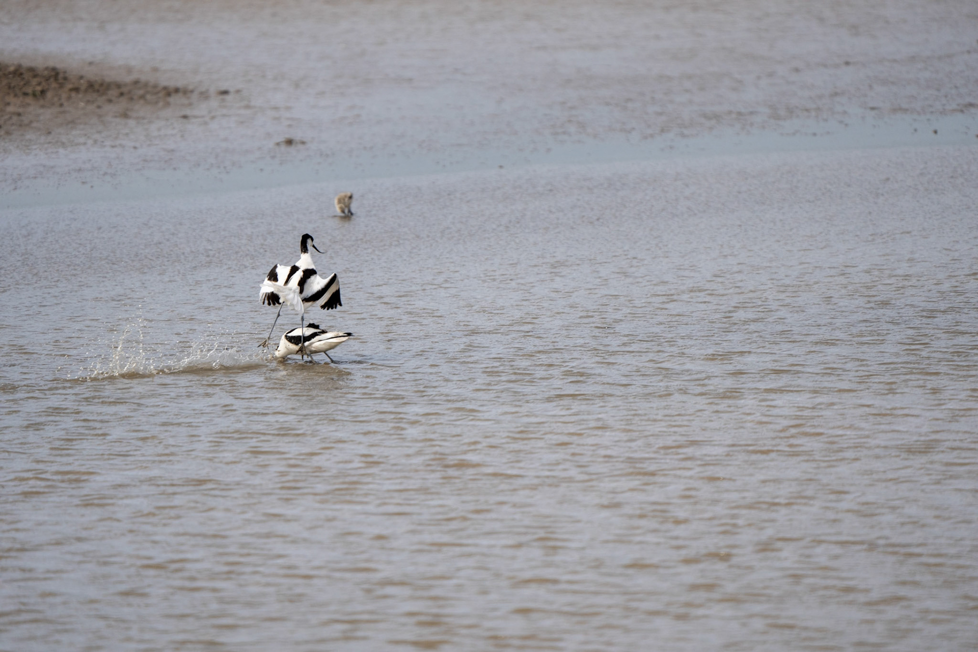 Avocet chicks, Avocet