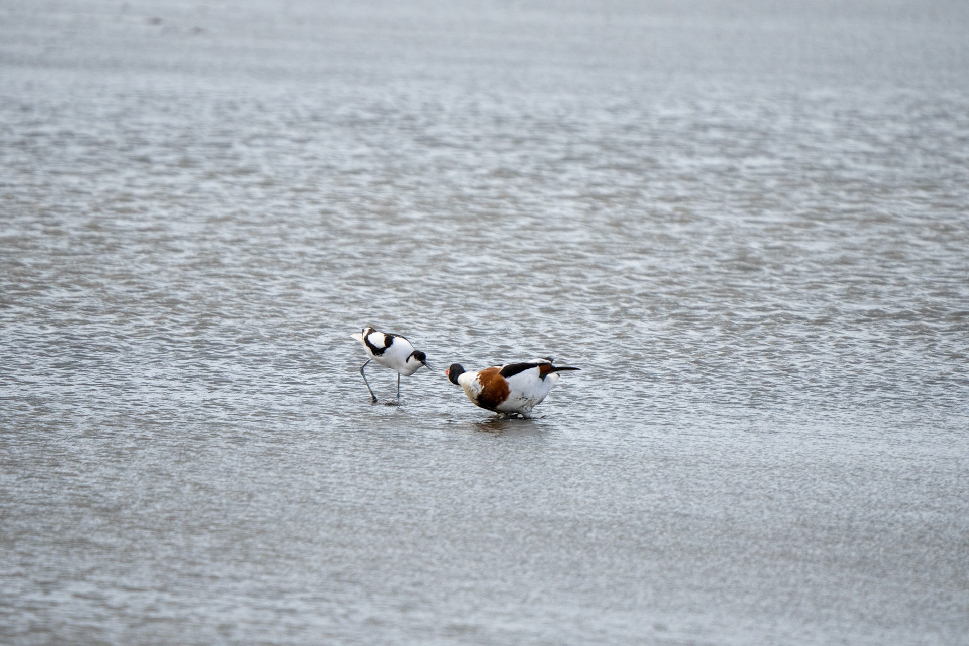 Avocet, Shelduck