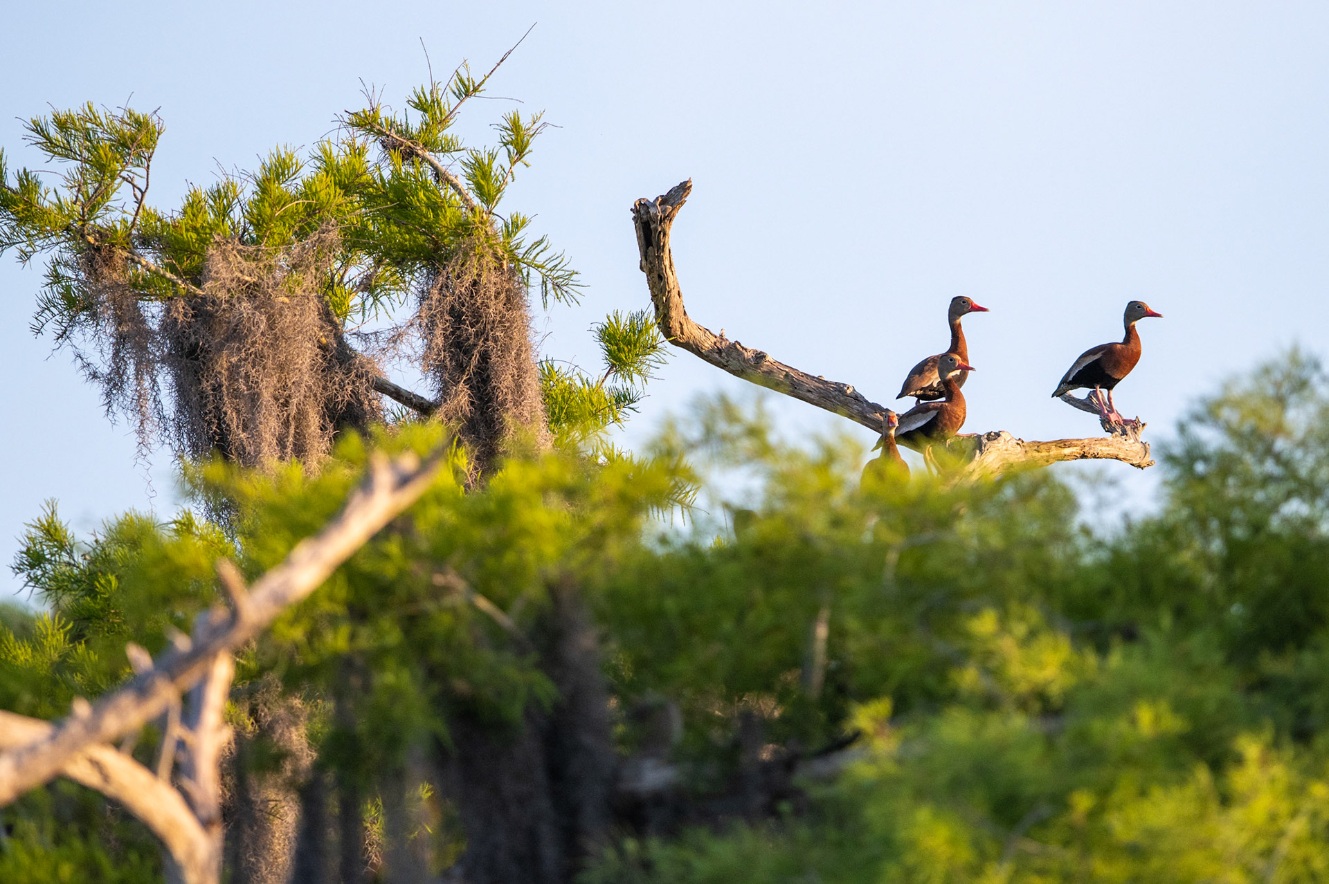 Black-bellied whistling duck