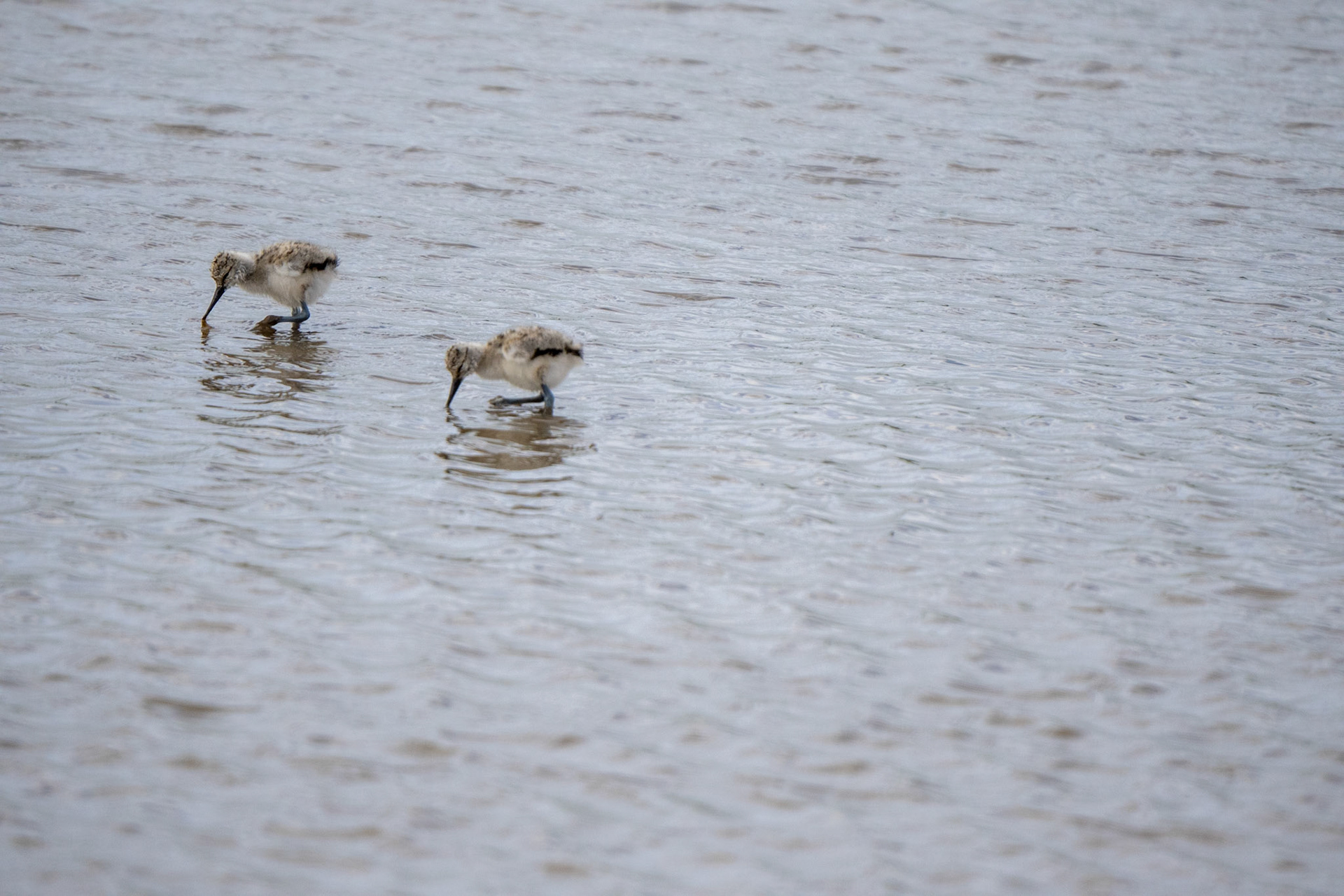 Avocet chicks