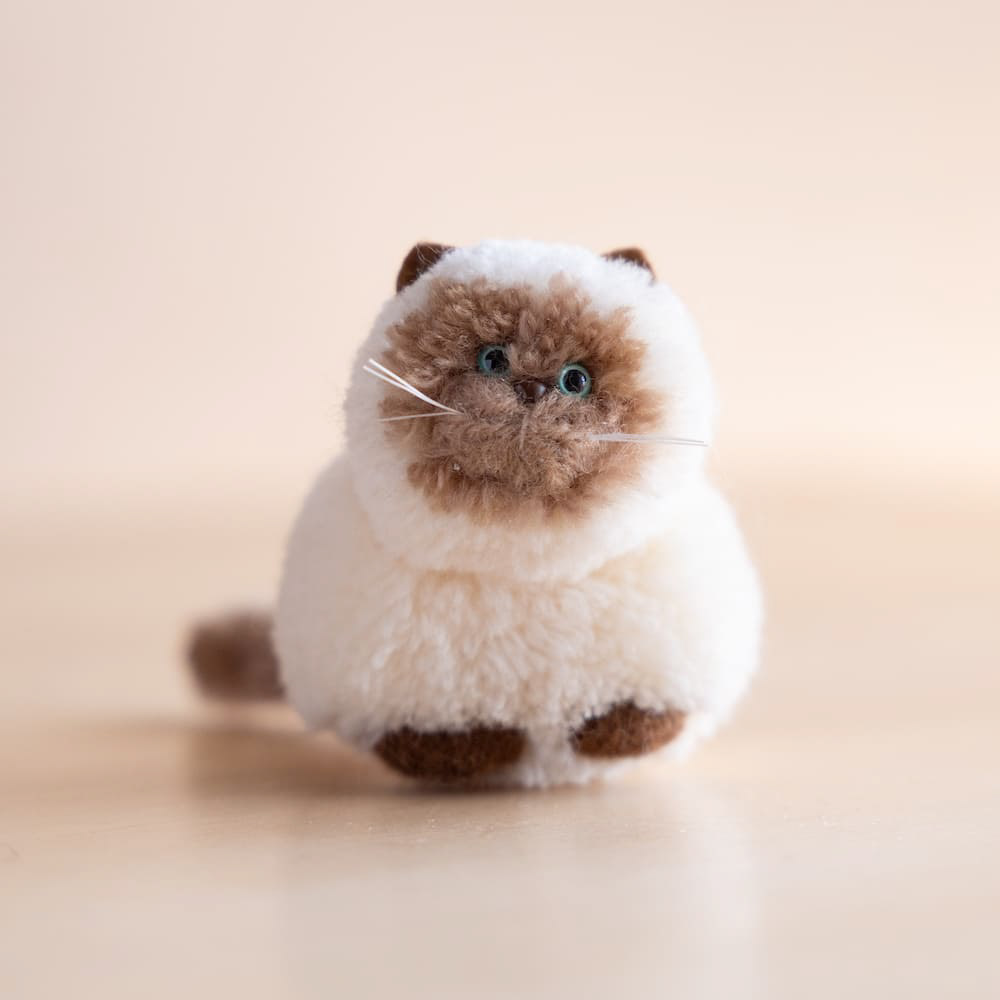 シャム　香箱座り