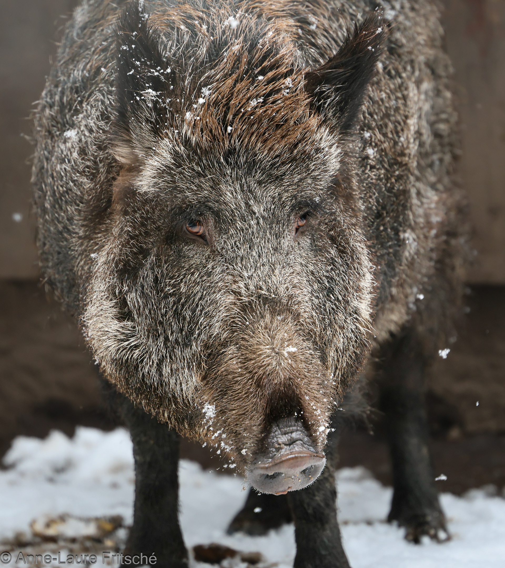 Wild boar - Servion Zoo (CH)