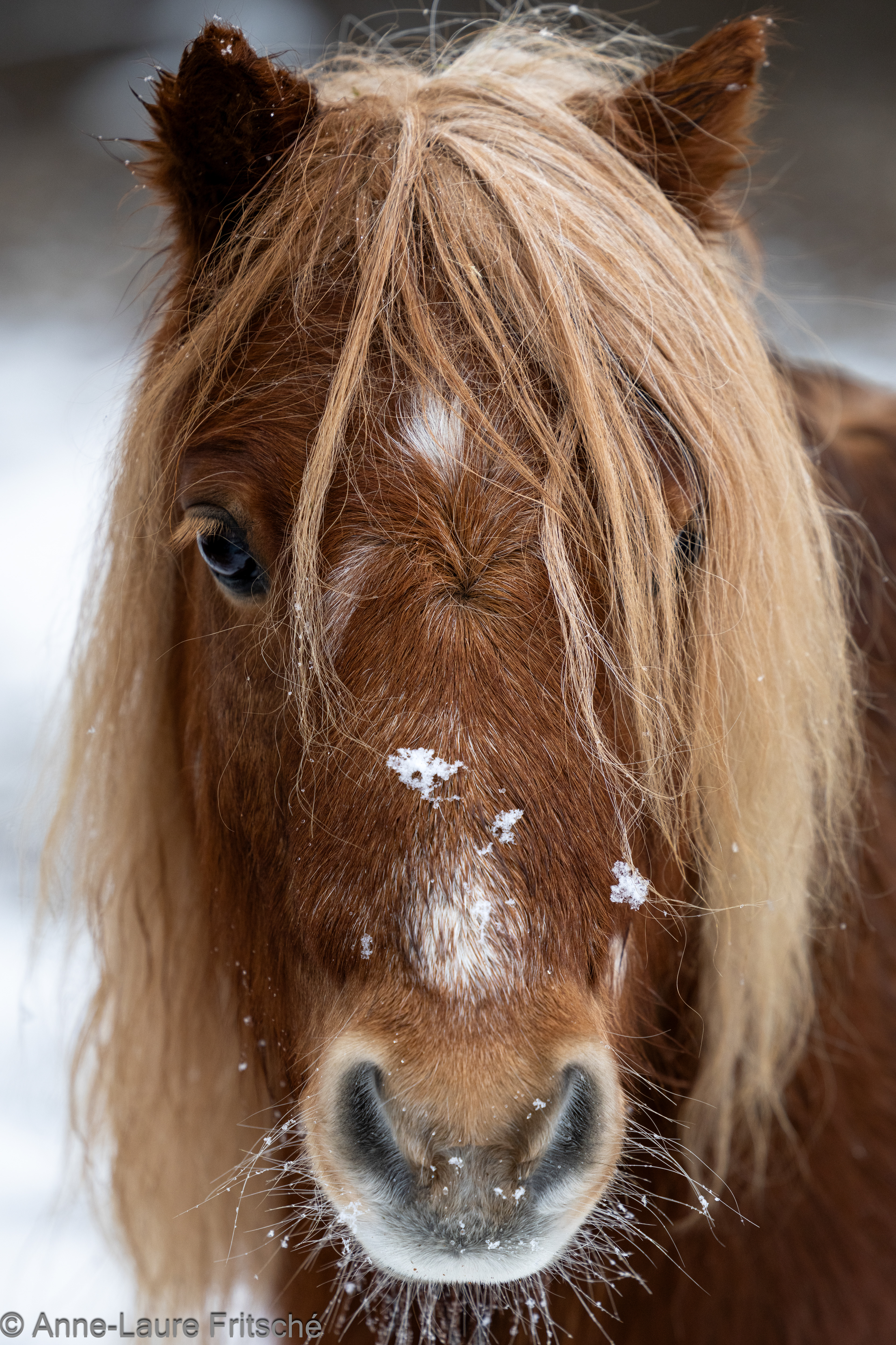 Shetland Pony - Servion Zoo (CH)