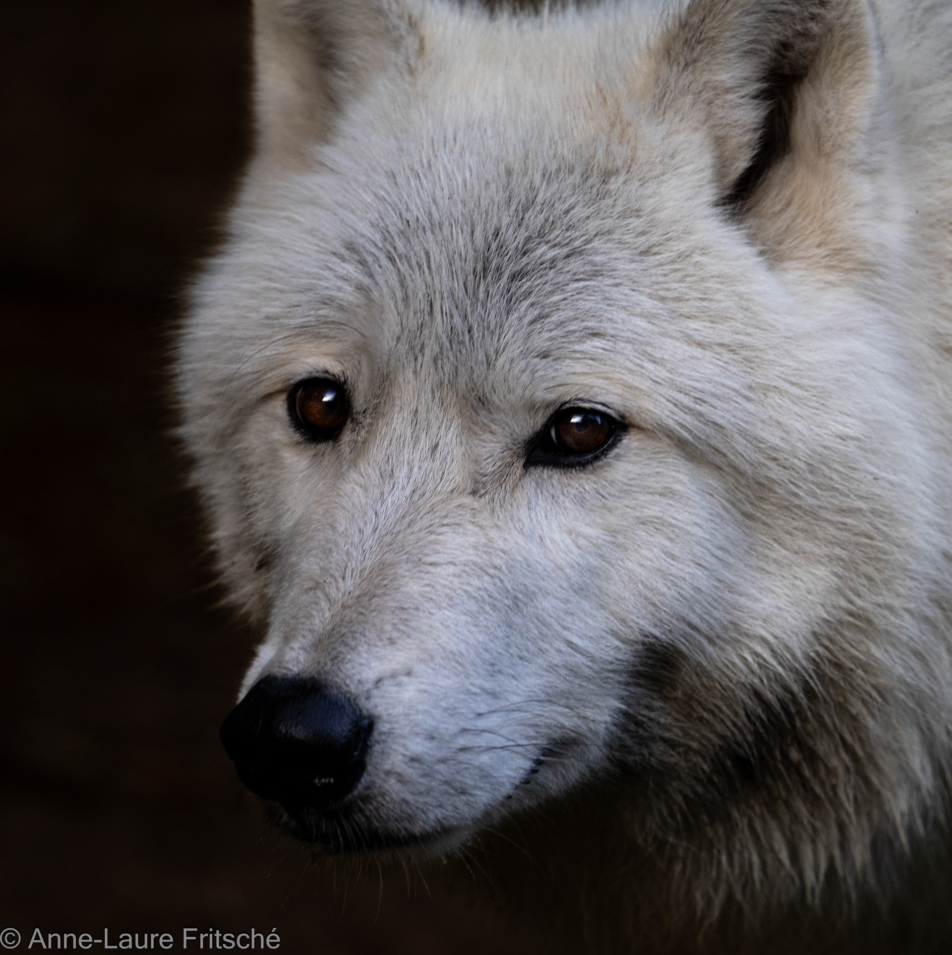 Arctic wolf / Loup Arctique - Servion Zoo (CH)