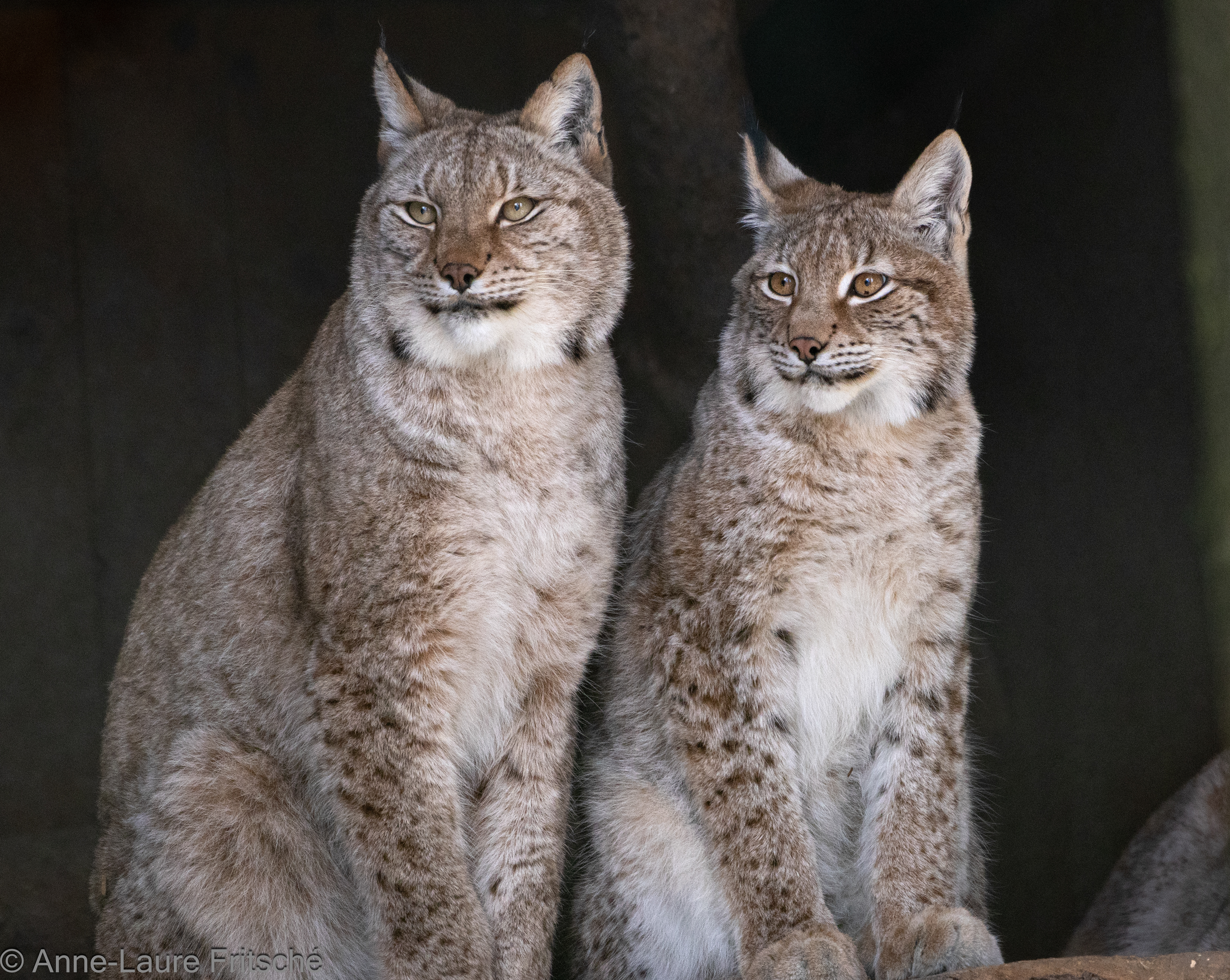 Eurasian Lynx / Lynx Boréal - Servion Zoo (CH)