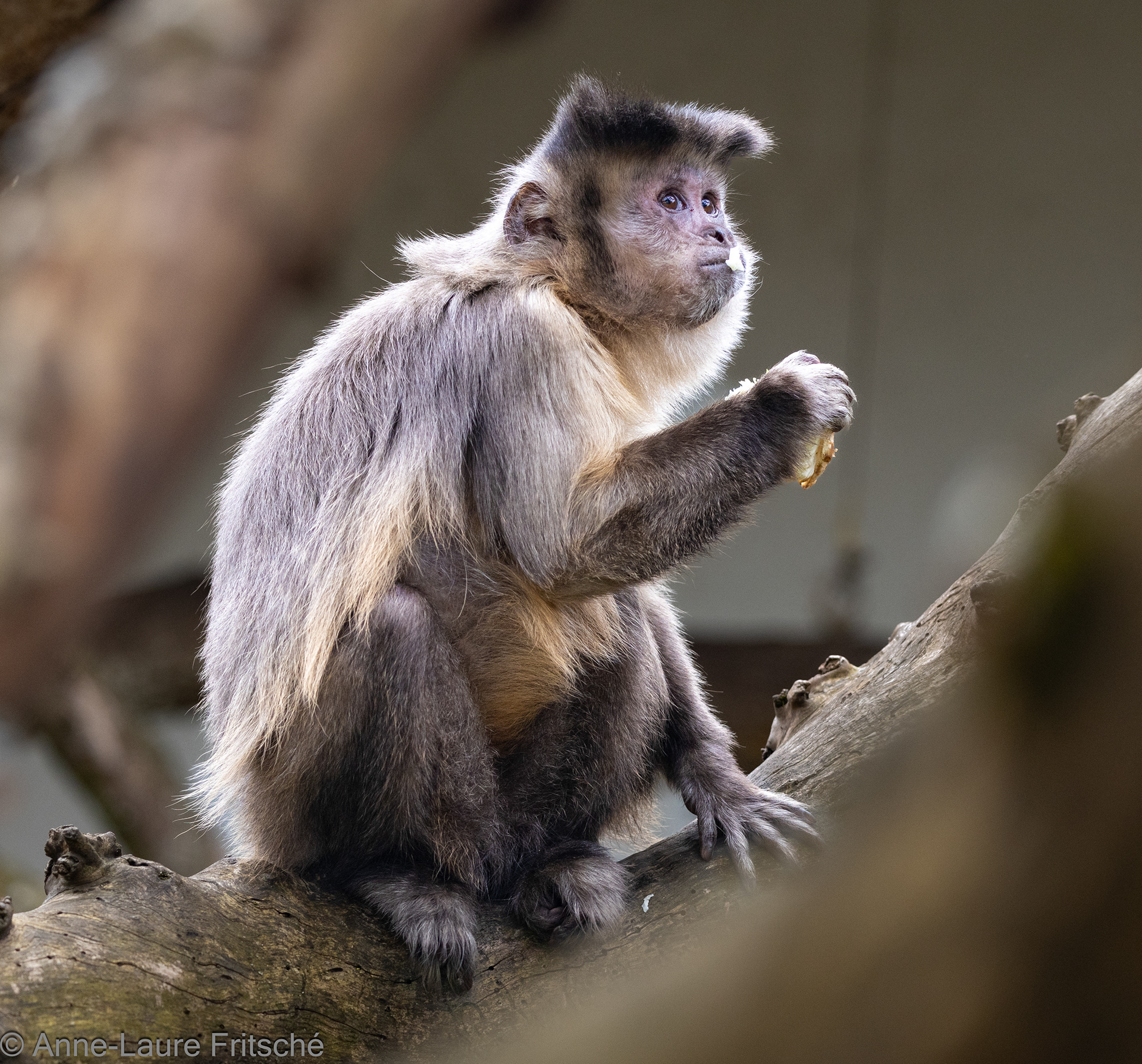 Tufted Capuchin / Capucin Apella - Servion Zoo (CH)