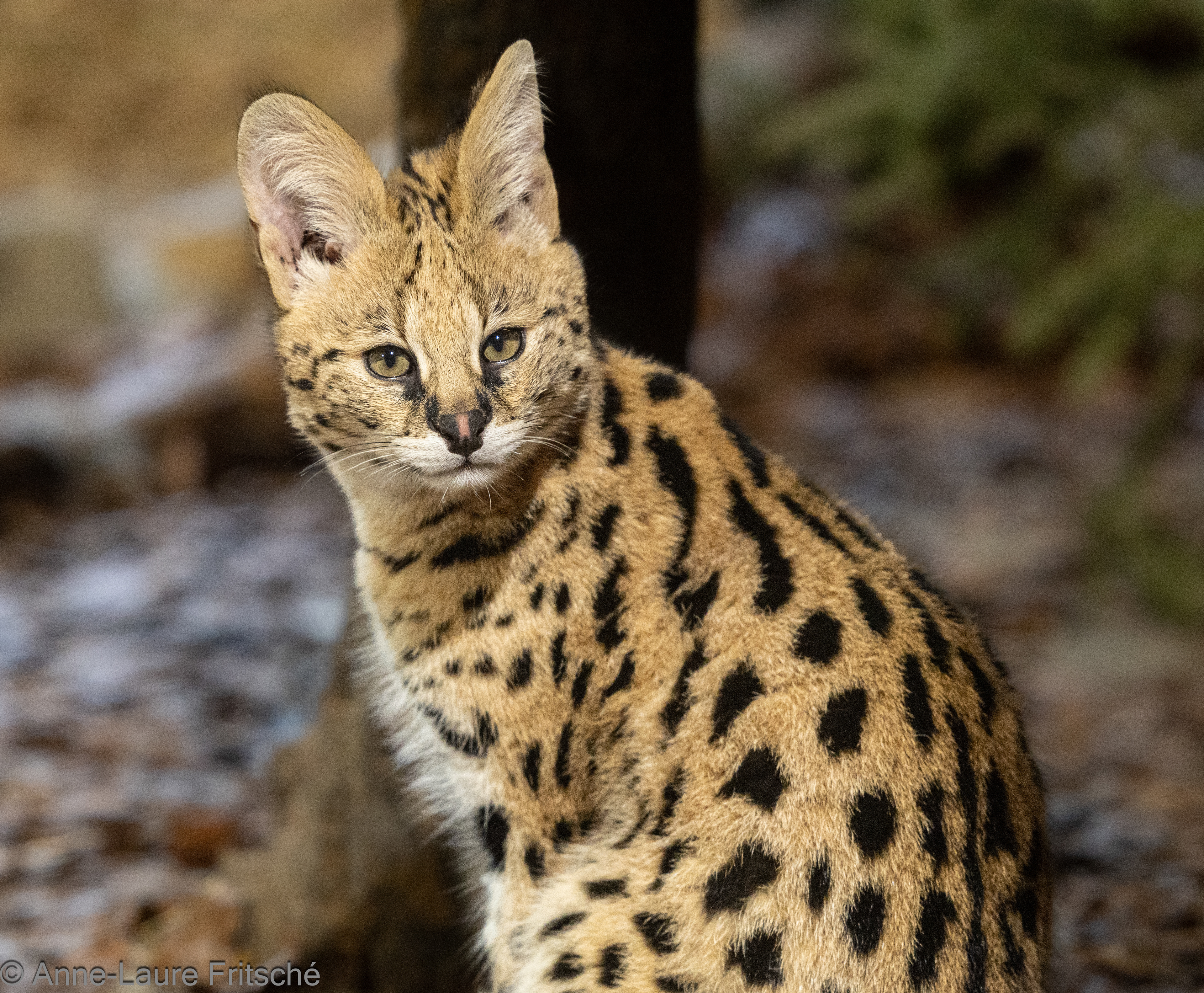 Serval - Servion Zoo (CH)
