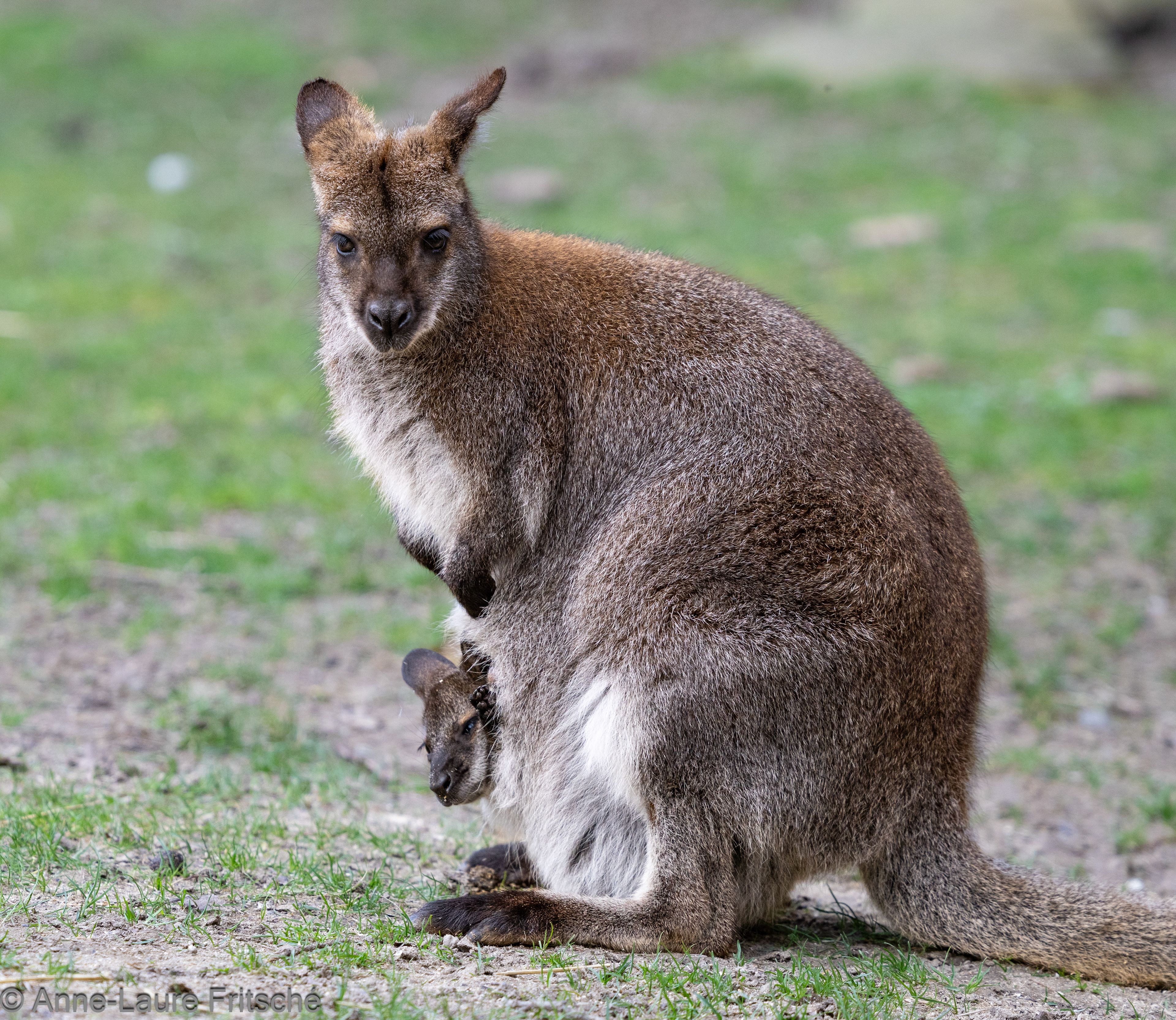 Red-necked wallaby / Wallaby de Bennett - Servion Zoo (CH)