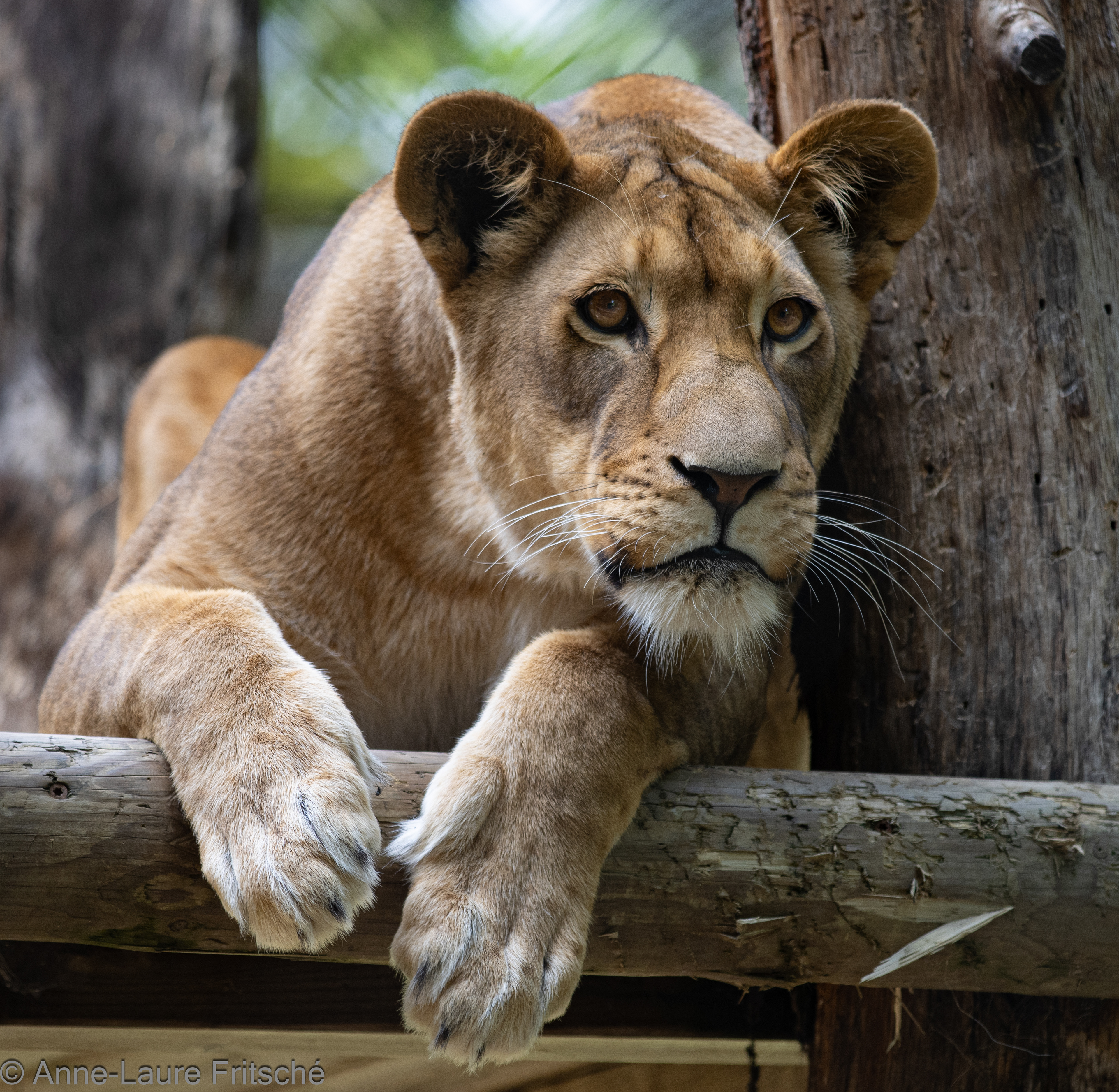African Lion / Lion d'Afrique - Servion Zoo (CH)