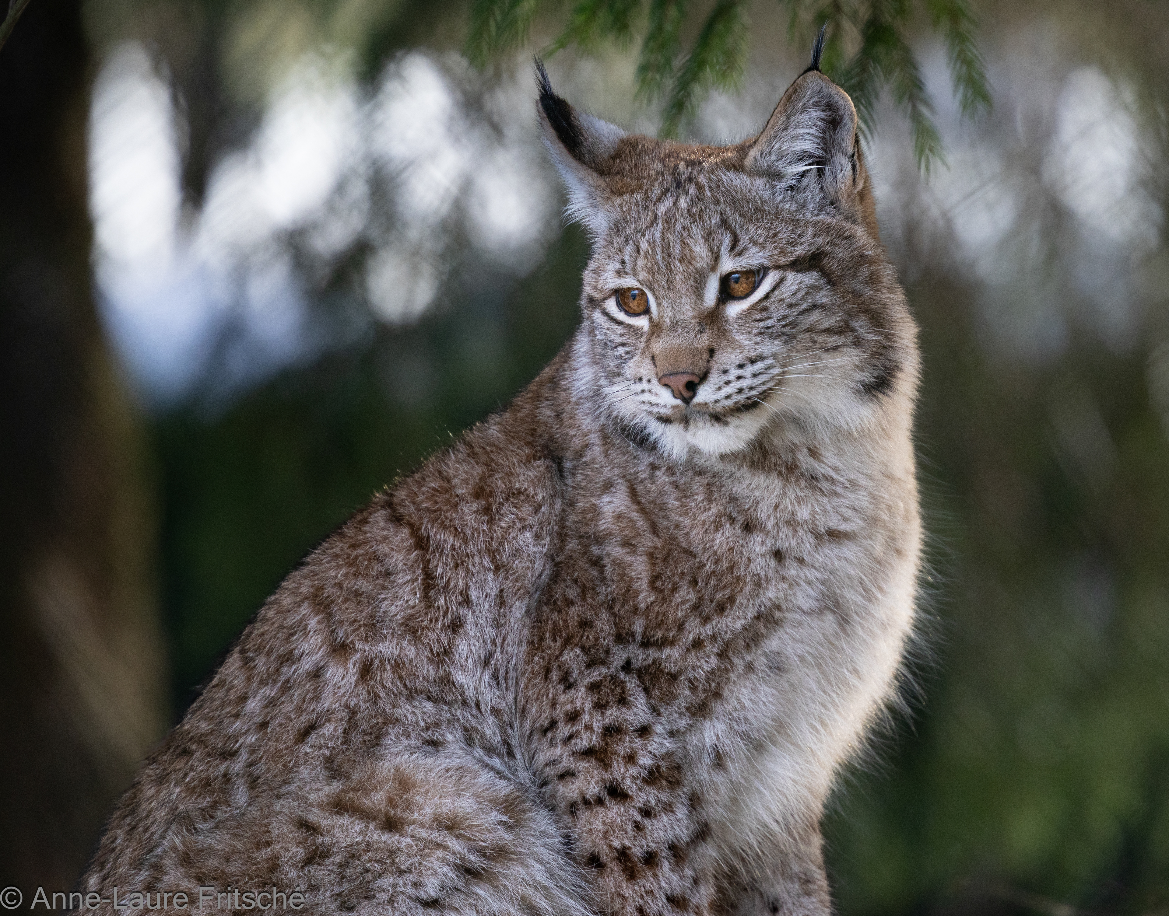 Eurasian Lynx / Lynx Boréal - Servion Zoo (CH)