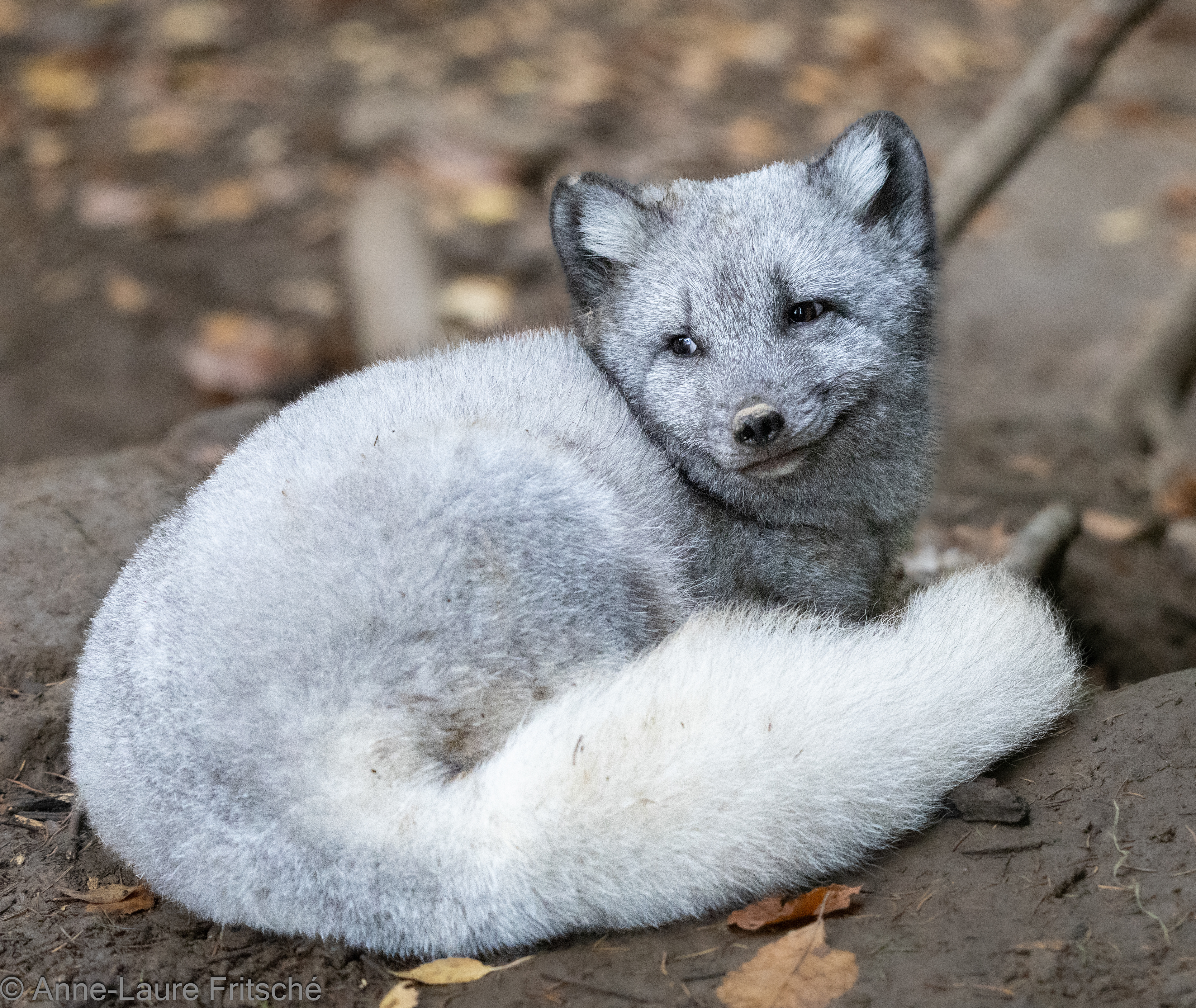 Arctic Fox - Servion Zoo (CH)