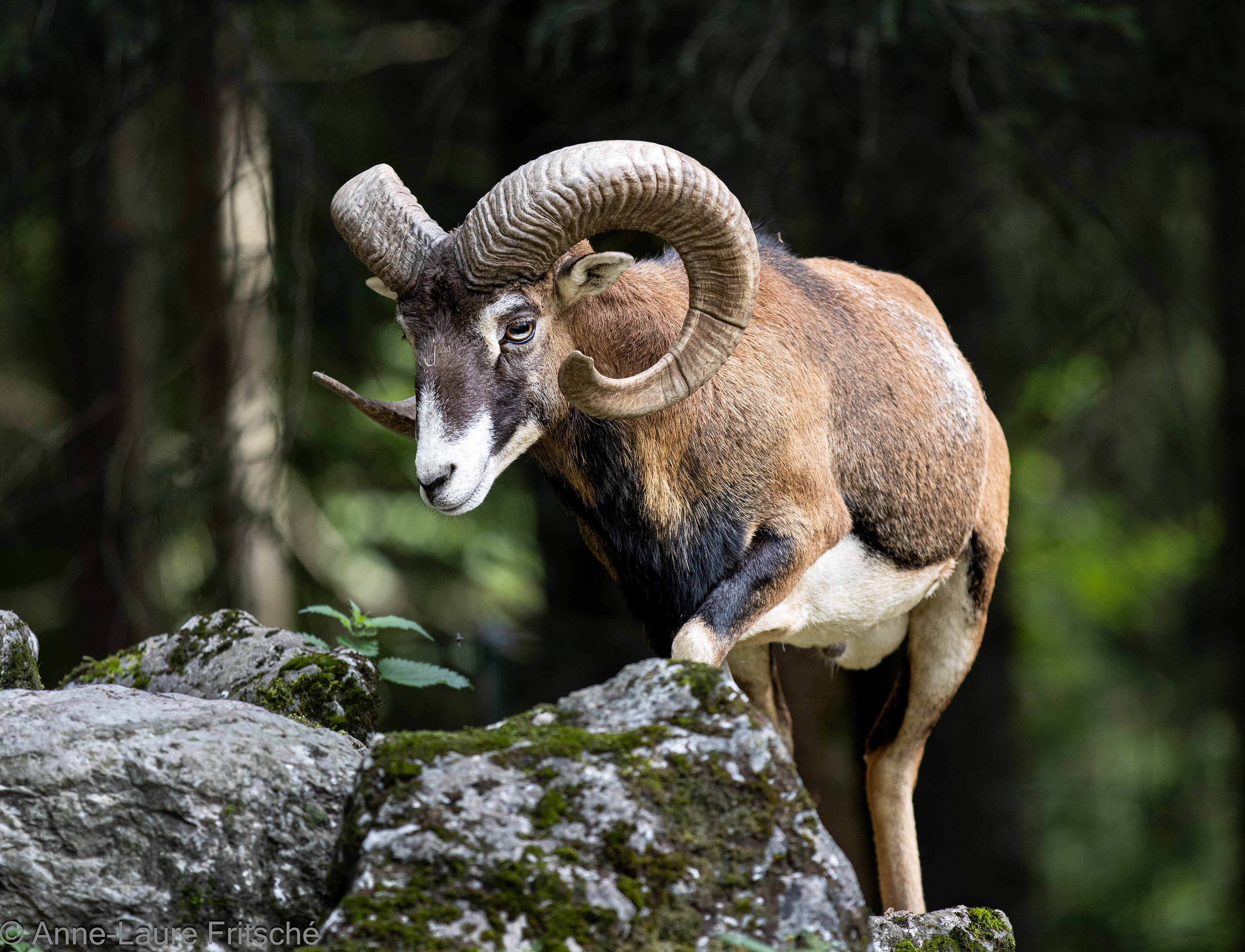 Mouflon / Mouflon de Corse - Servion Zoo (CH)