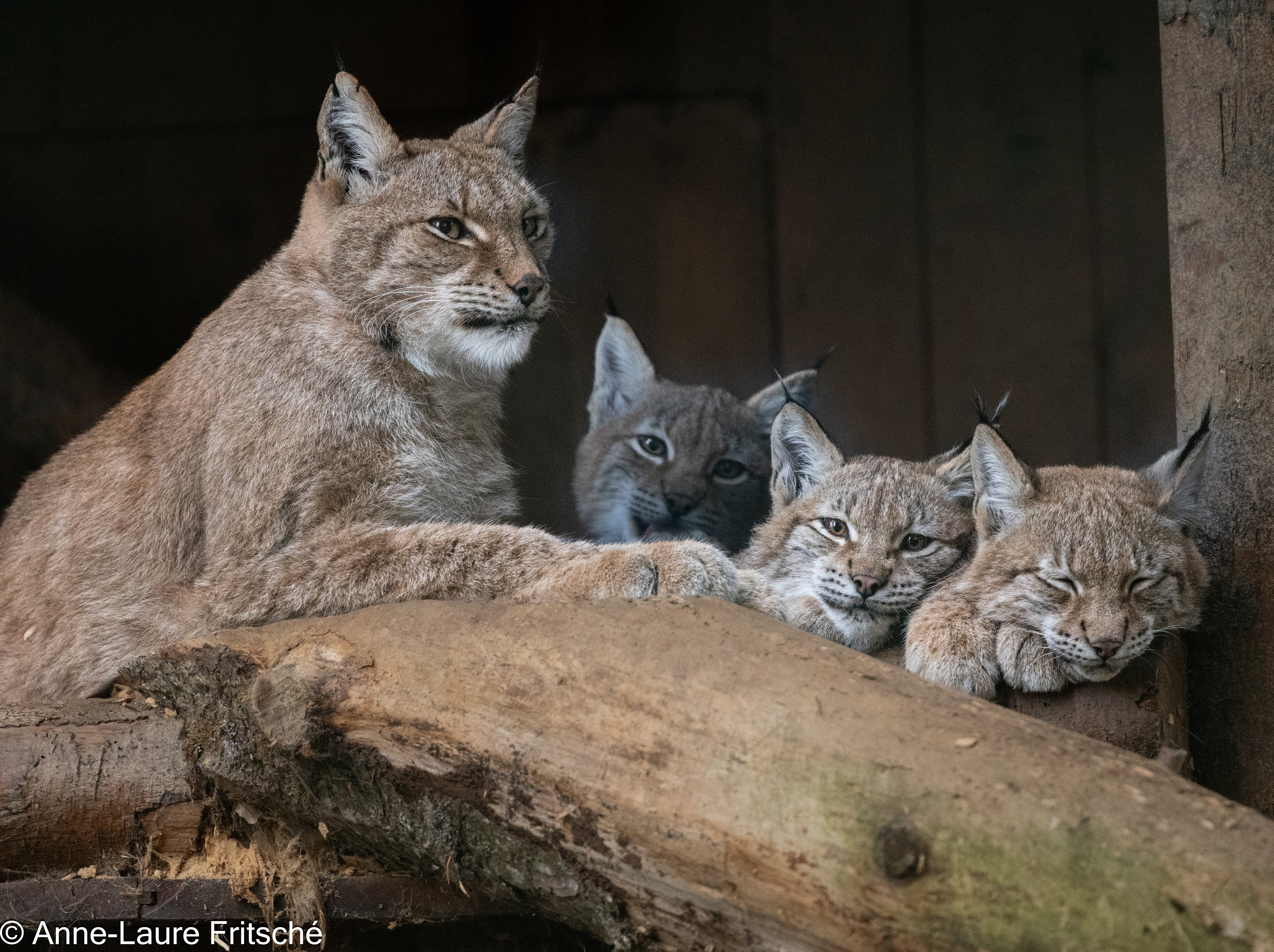 Eurasian Lynx / Lynx Boréal - Servion Zoo (CH)