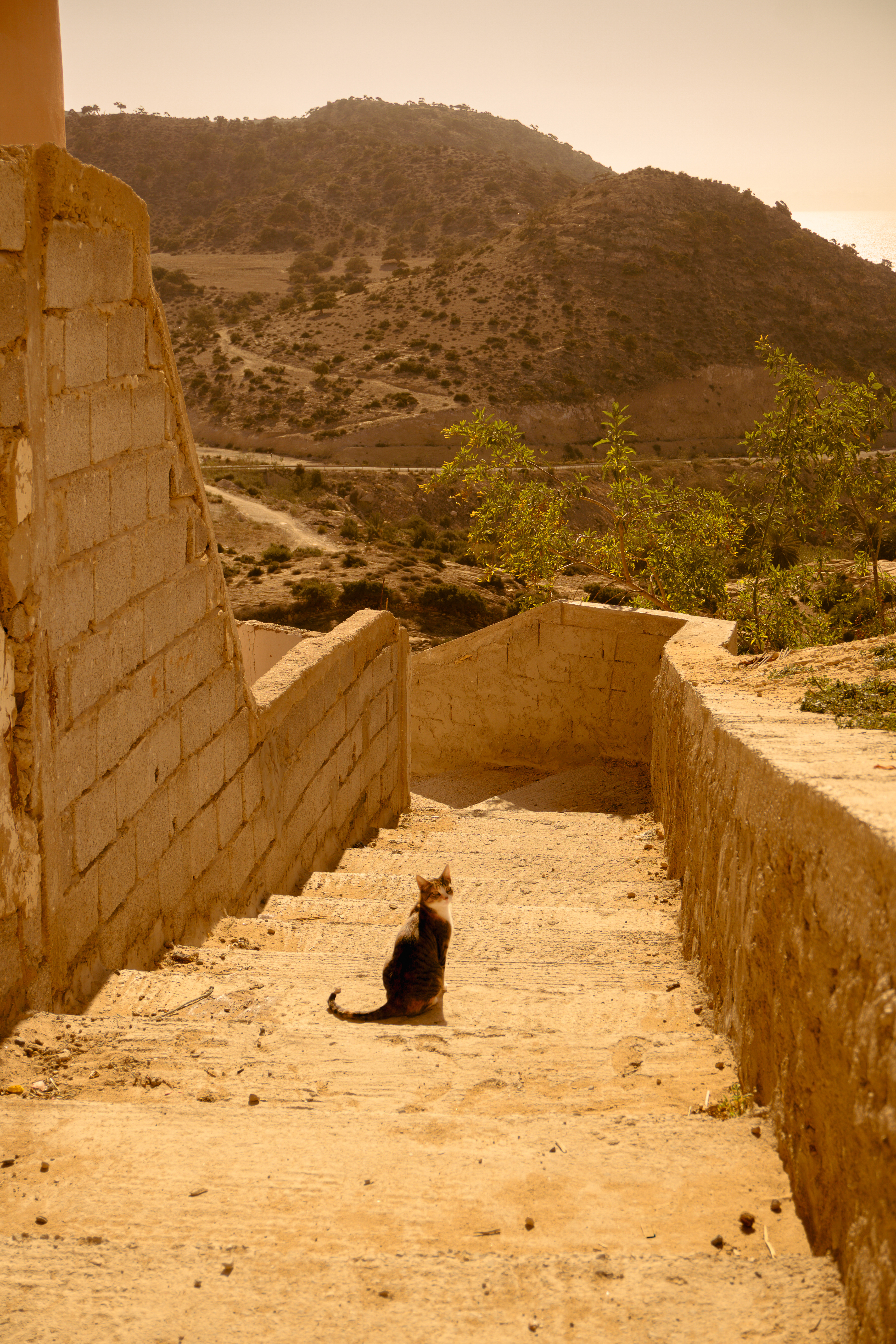 Miaou