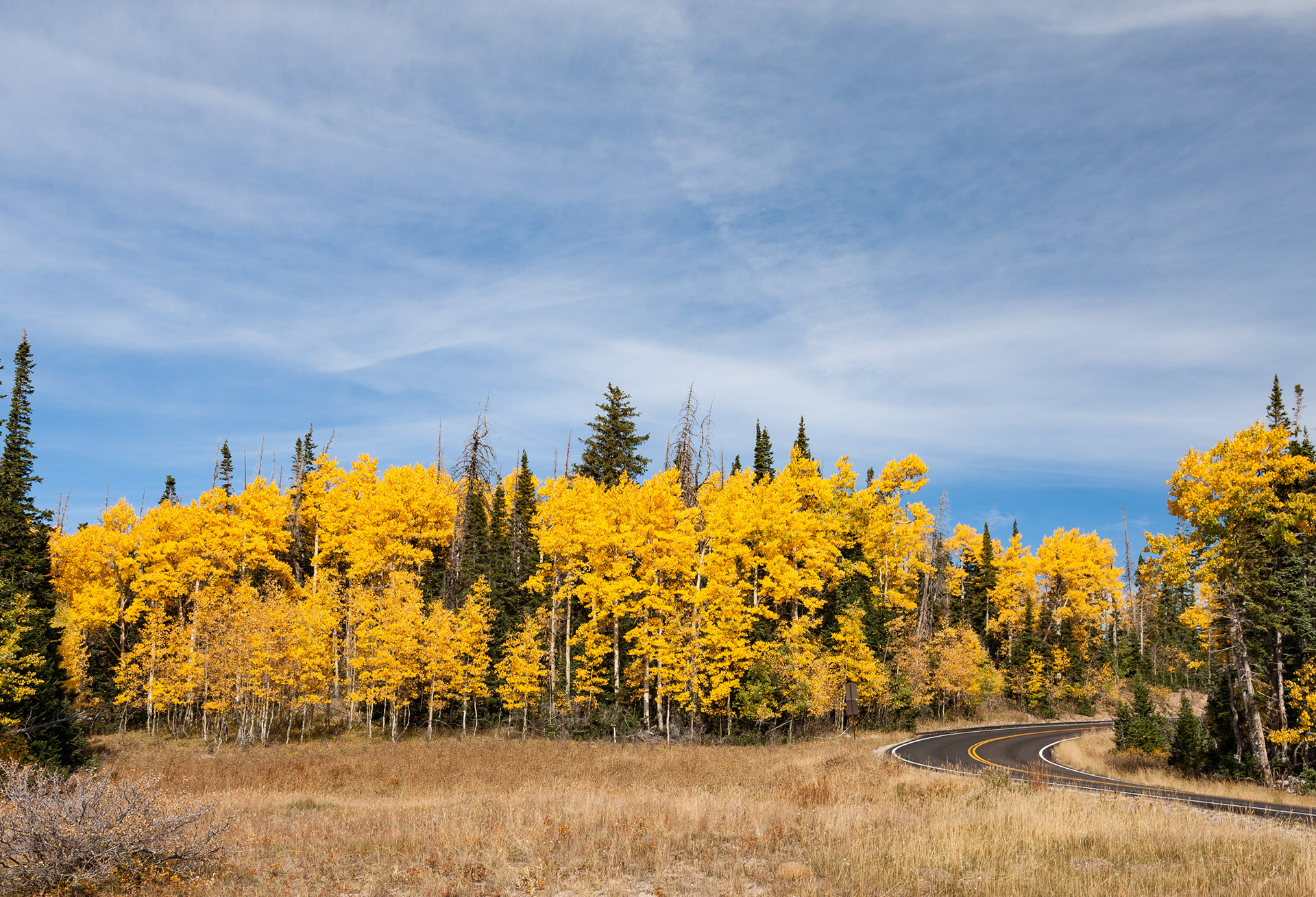 Yellow Aspen Trees, Cedar Breaks, Utah