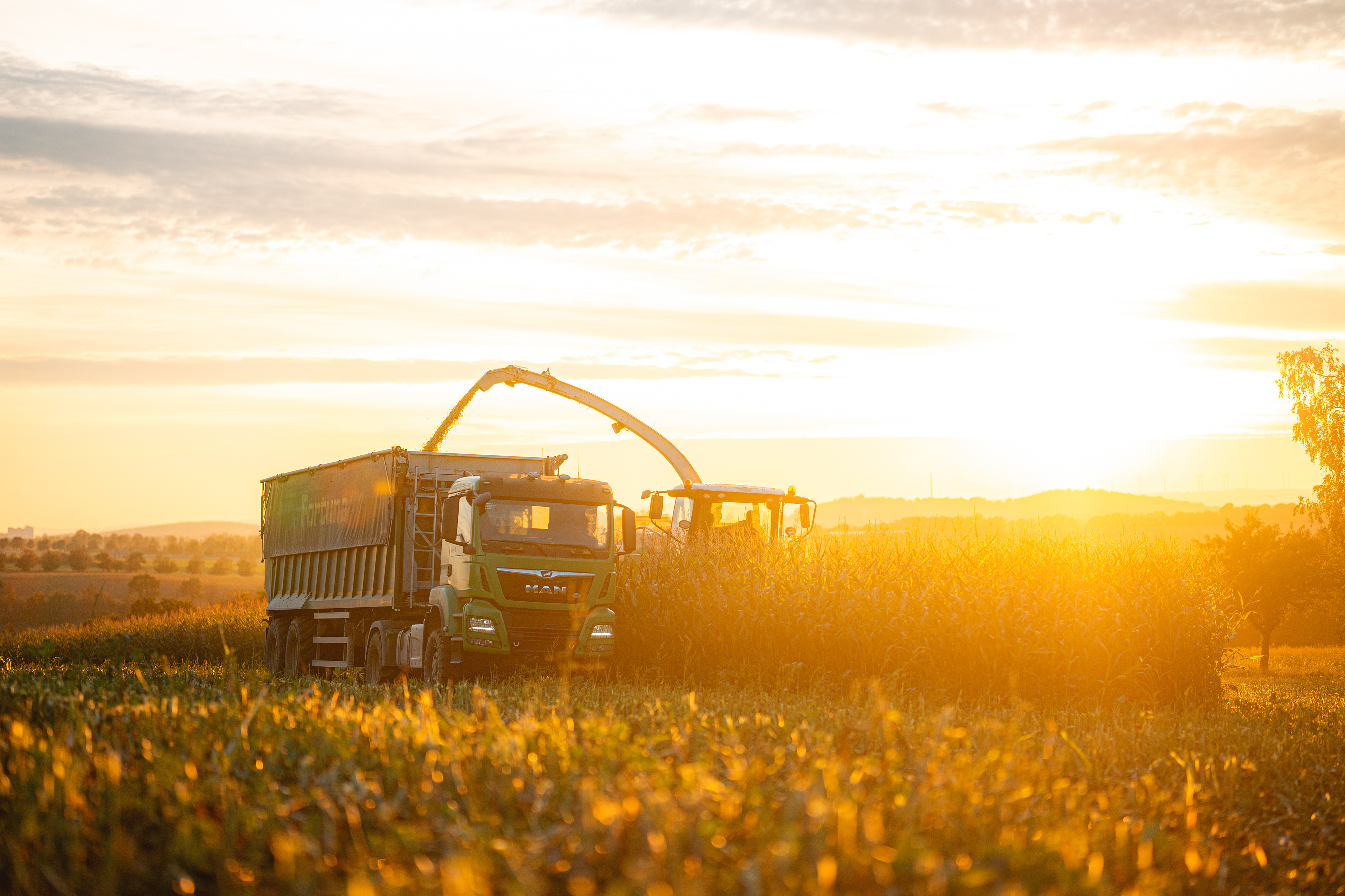 Maisernte bei der AG Theuma