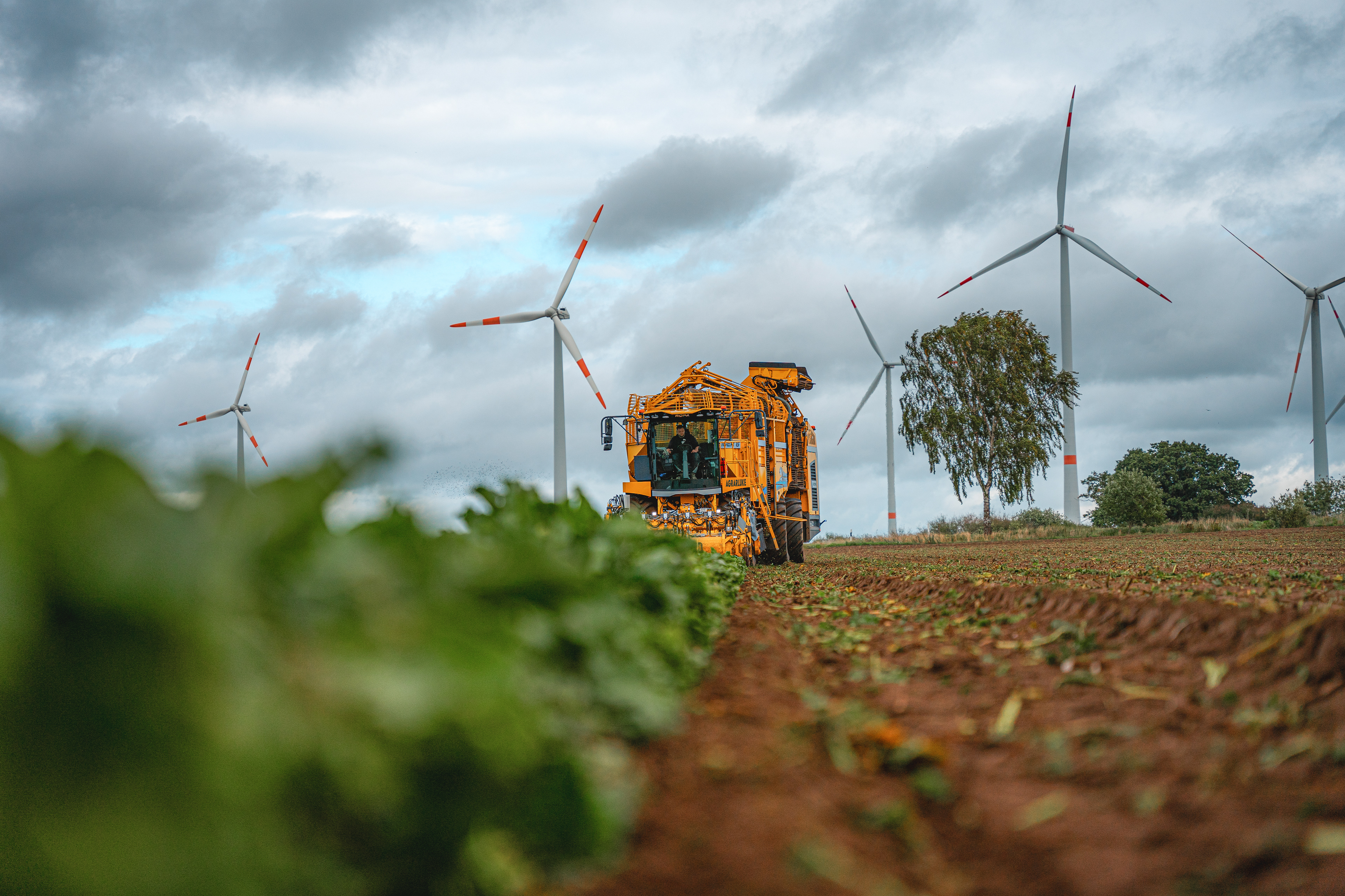 Zuckerrübenernte mit ROPA Tiger