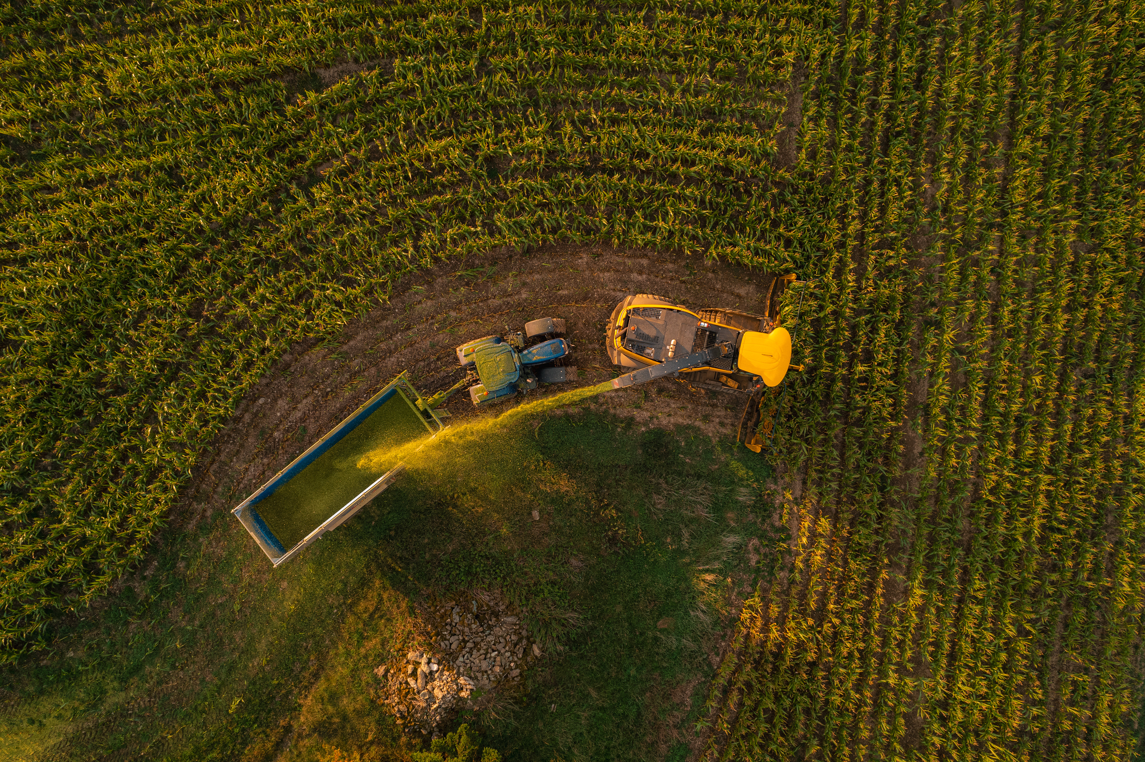 Maisernte in Oberfranken
