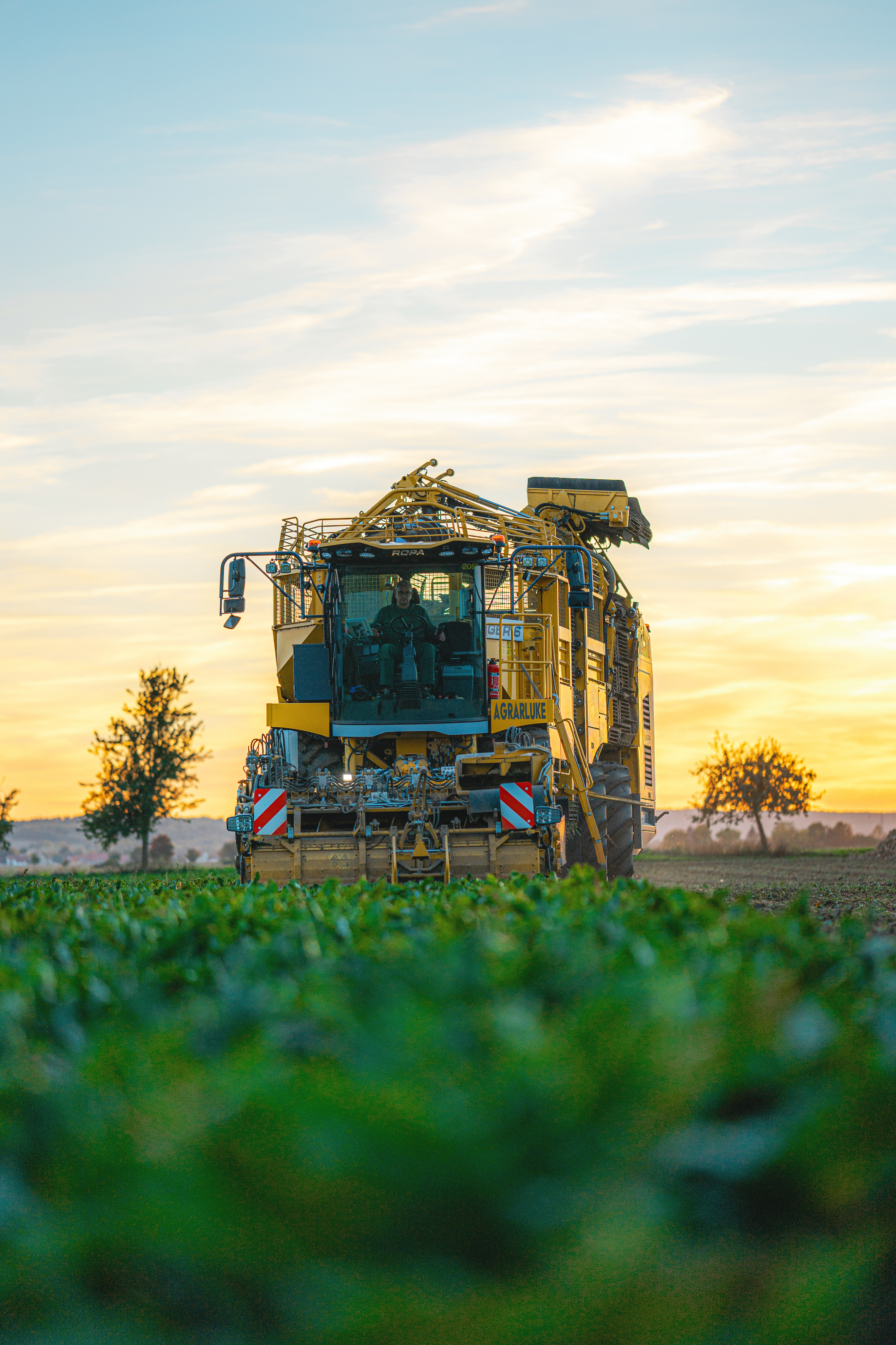 Zuckerrüben mit dem ROPA Tiger 6S