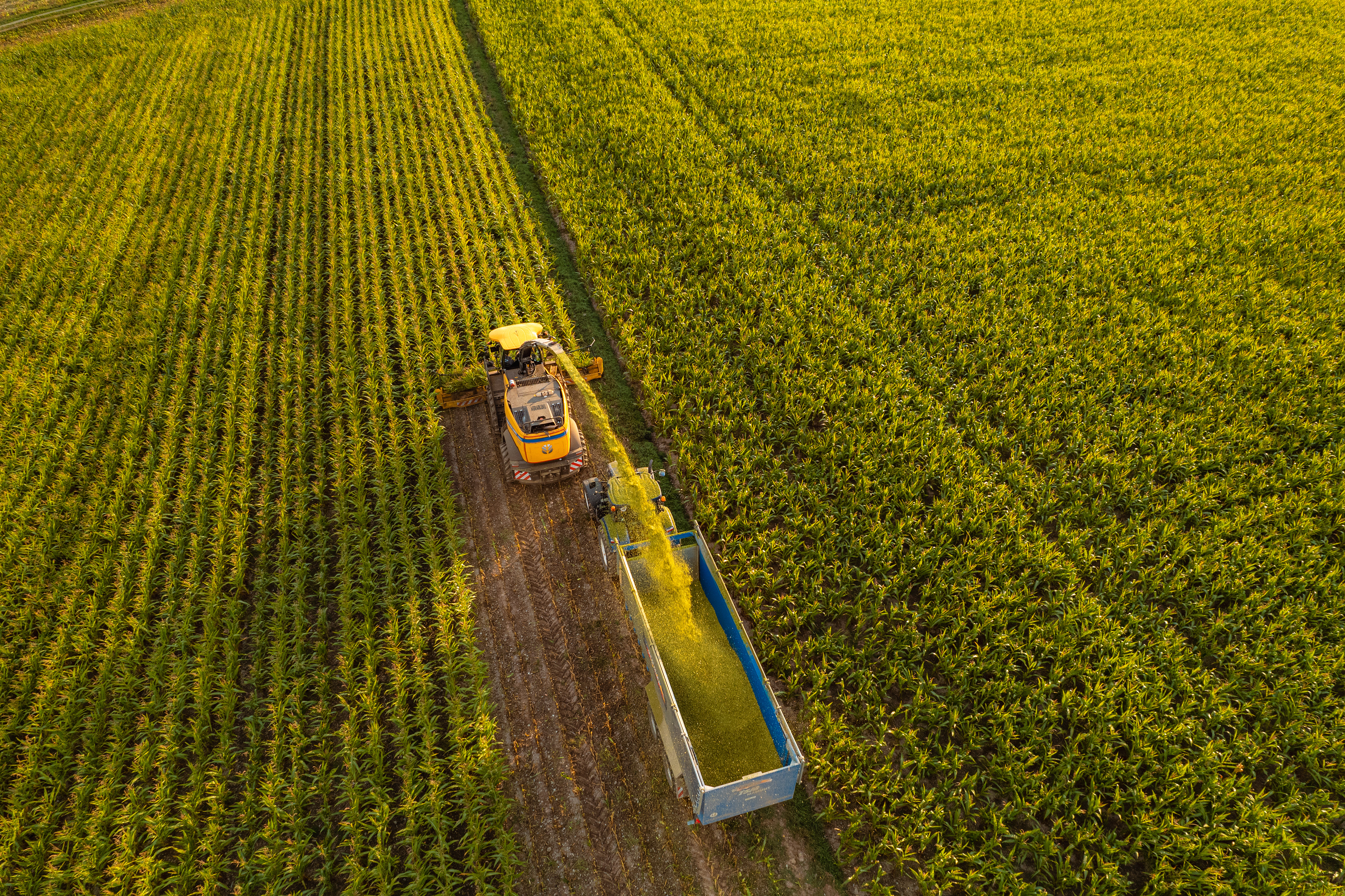 Maisernte in Oberfranken