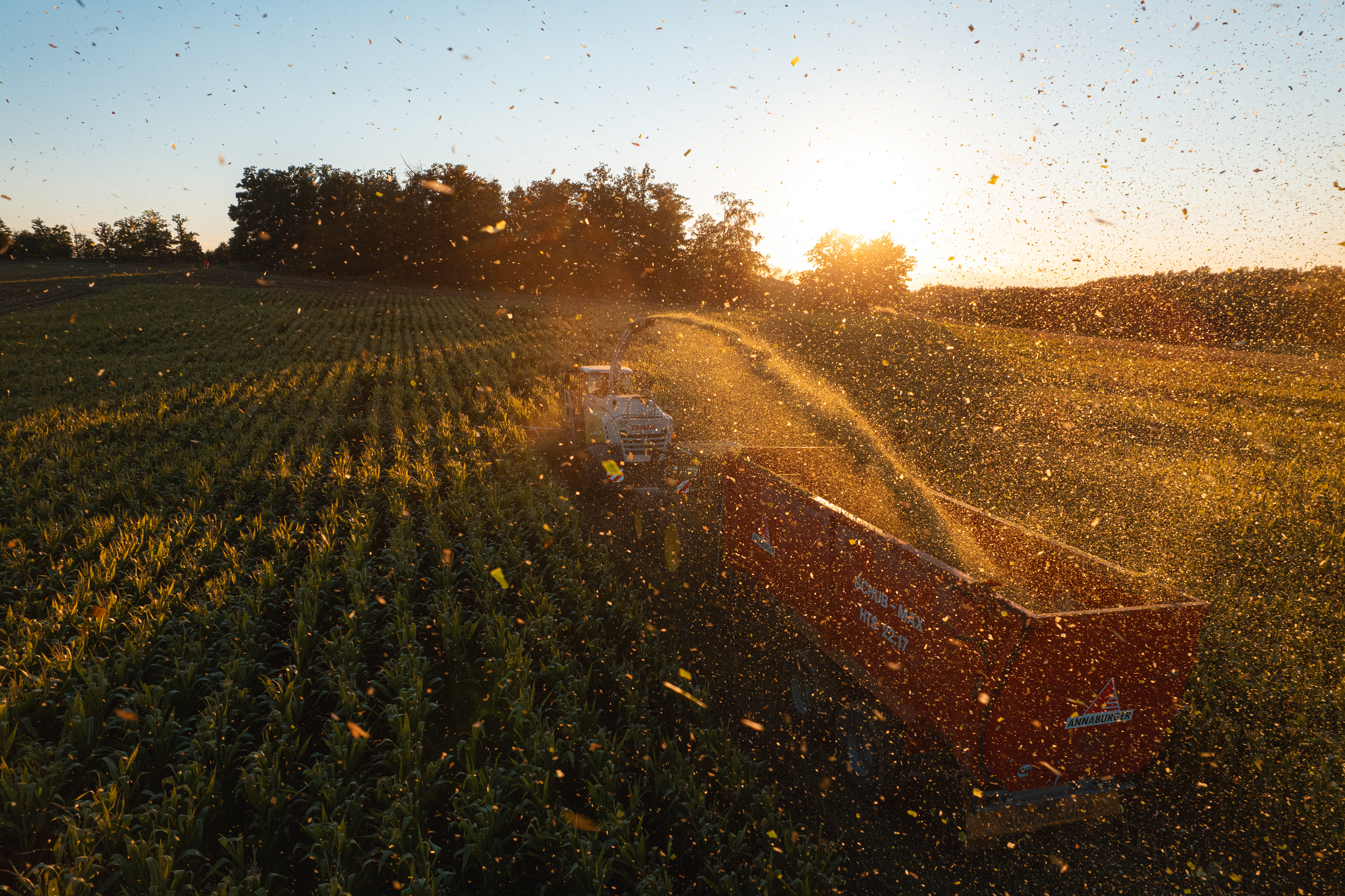 Maisernte bei der AG Theuma Neuensalz