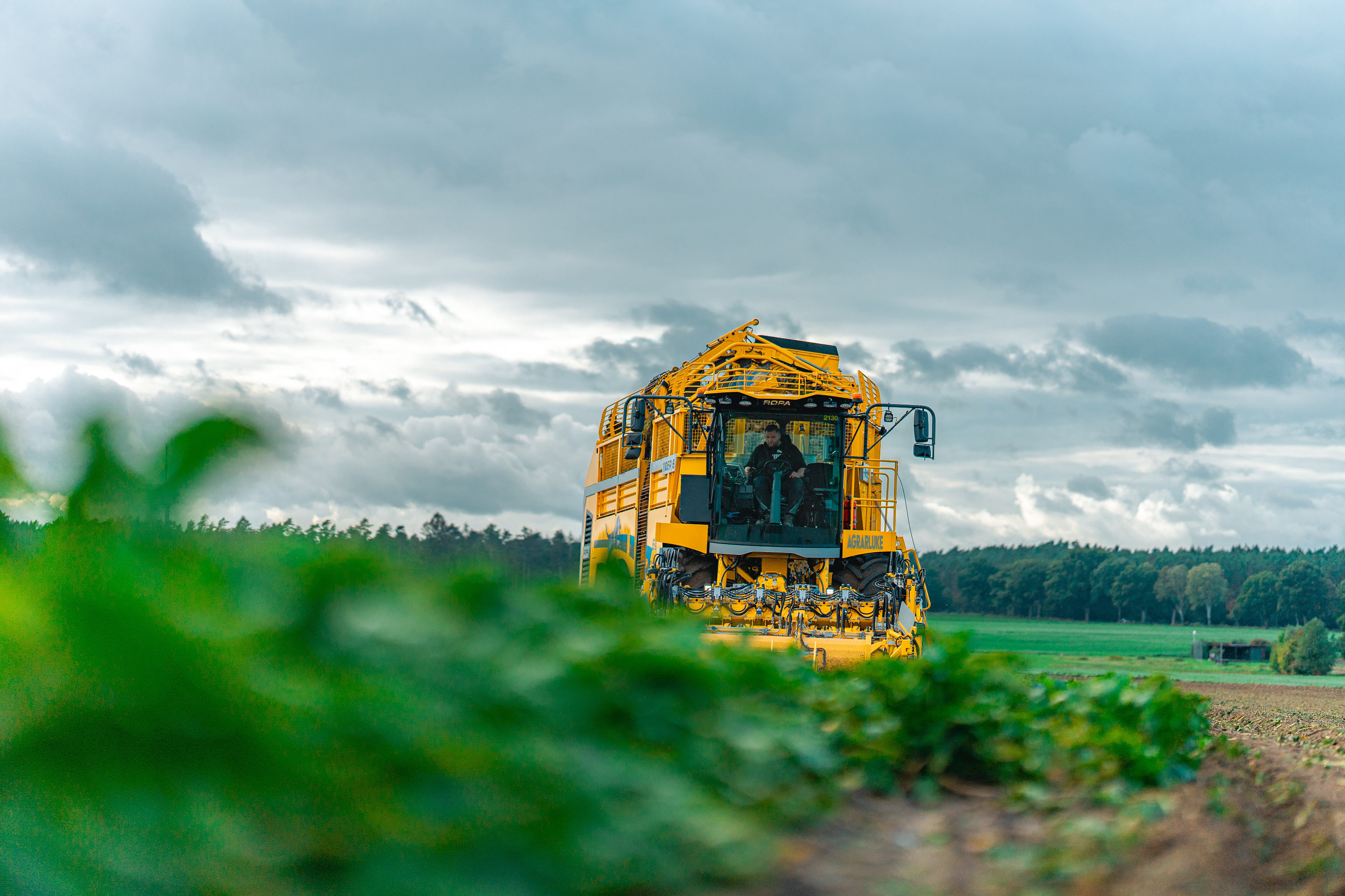 Zuckerrübenernte mit ROPA Tiger