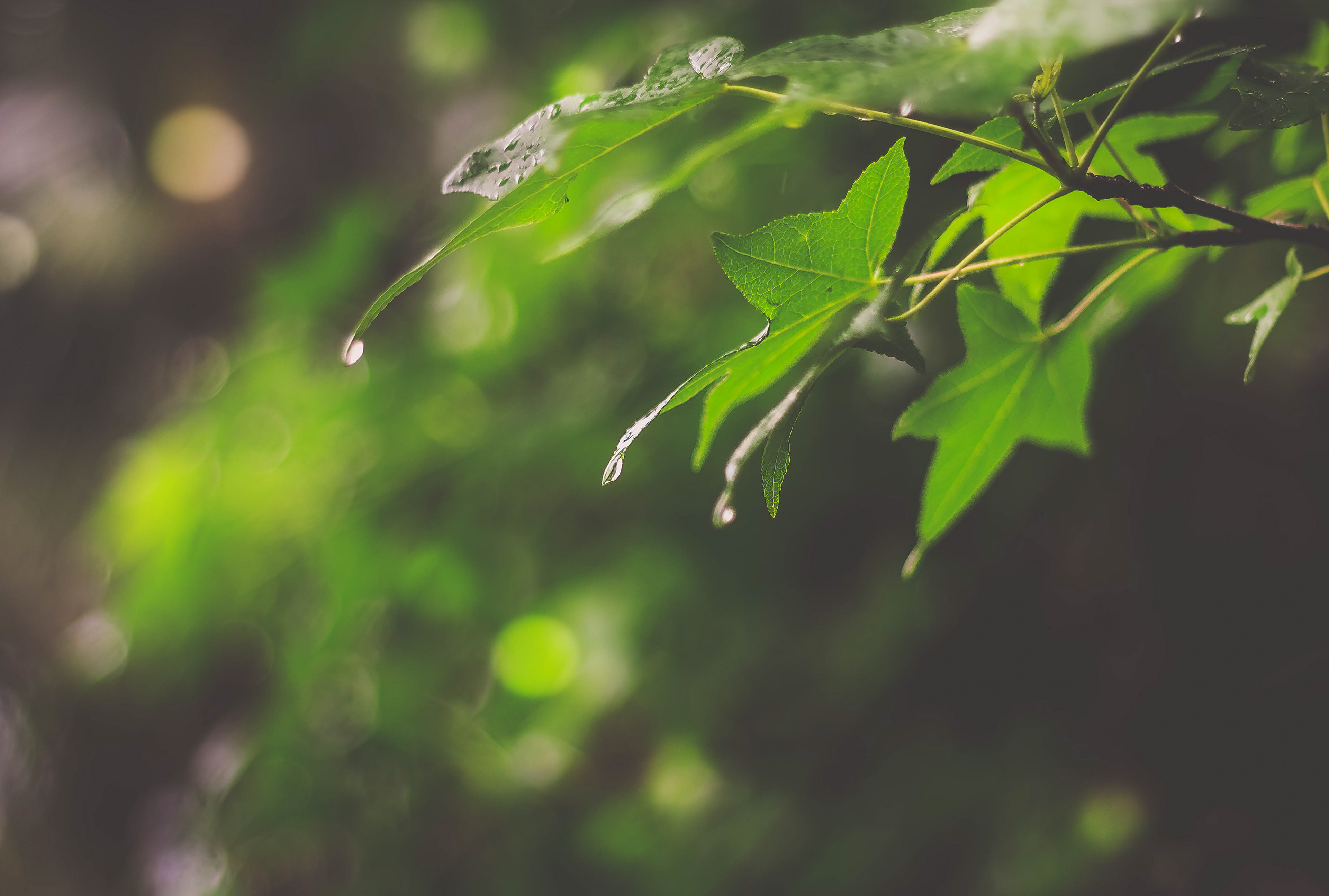 Pellicer Park, Bunnell, FL