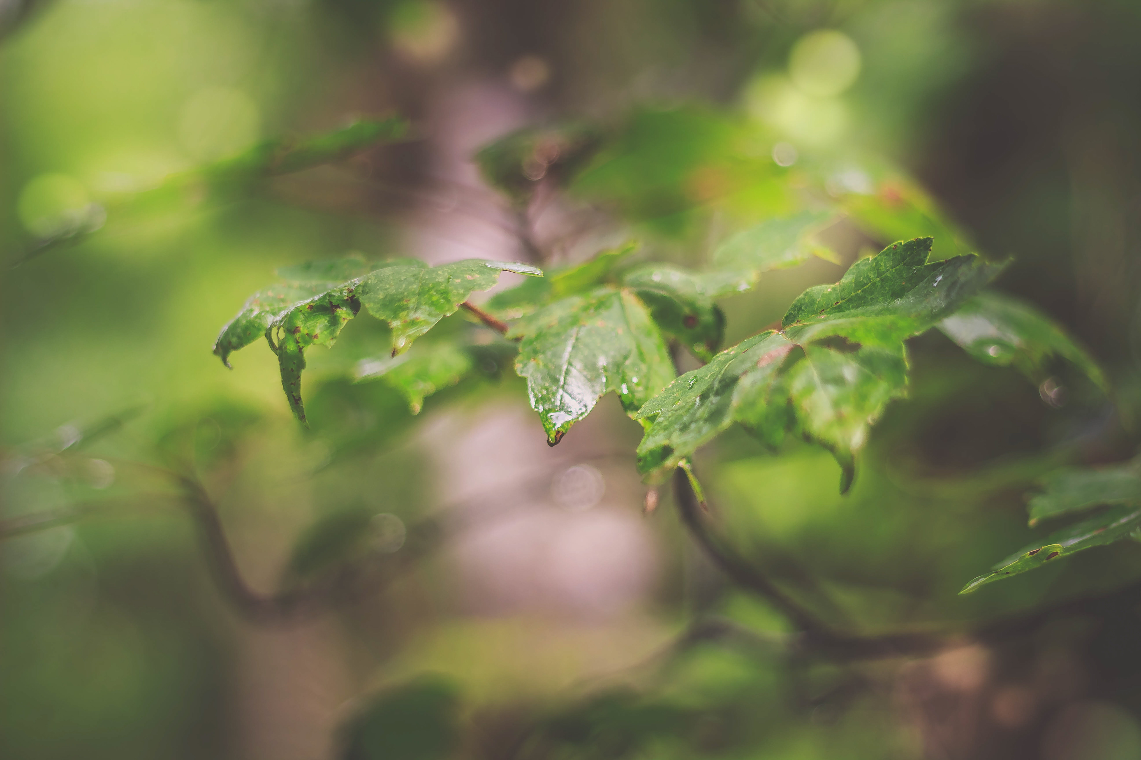 Pellicer Park, Bunnell, FL