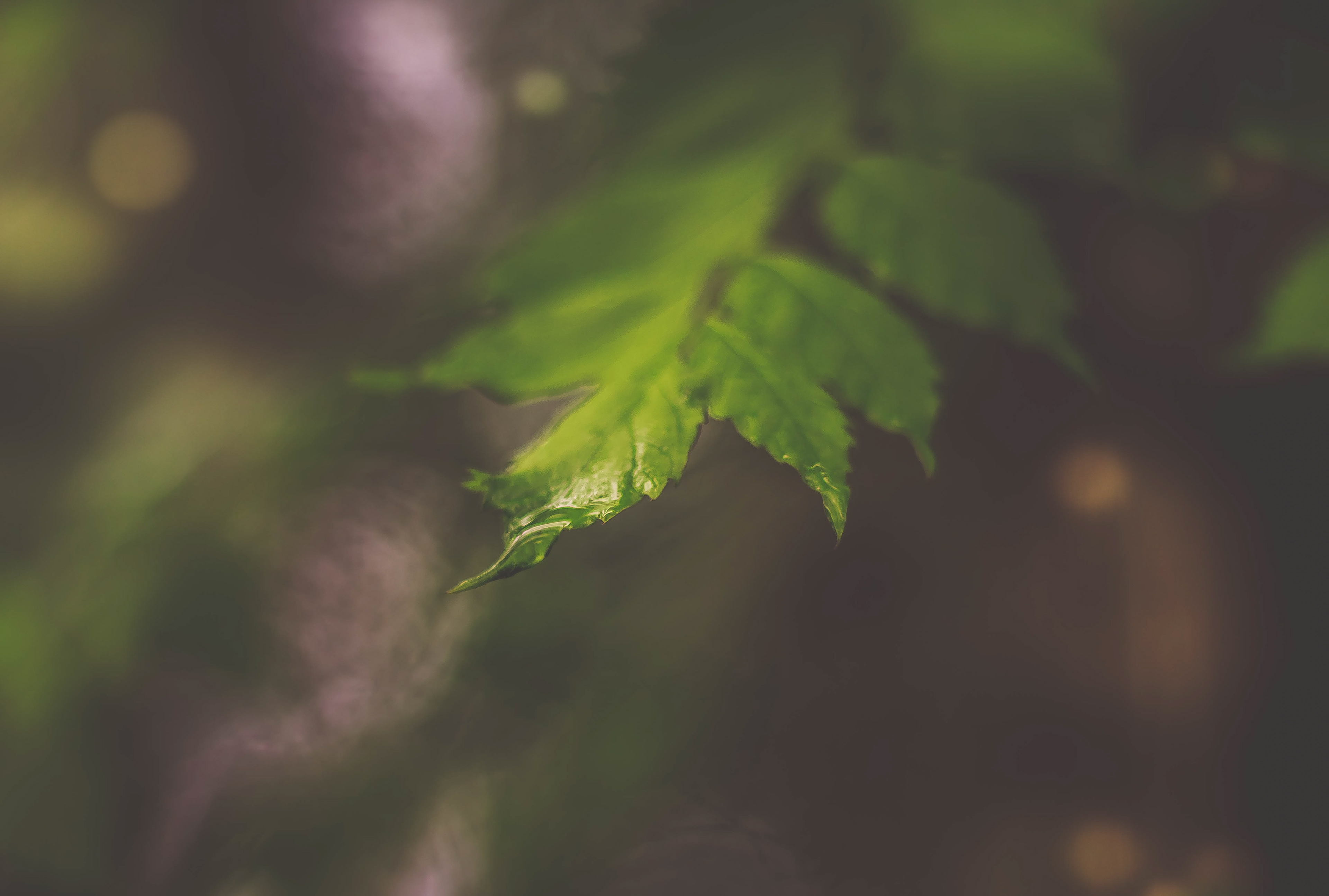 Pellicer Park, Bunnell, FL