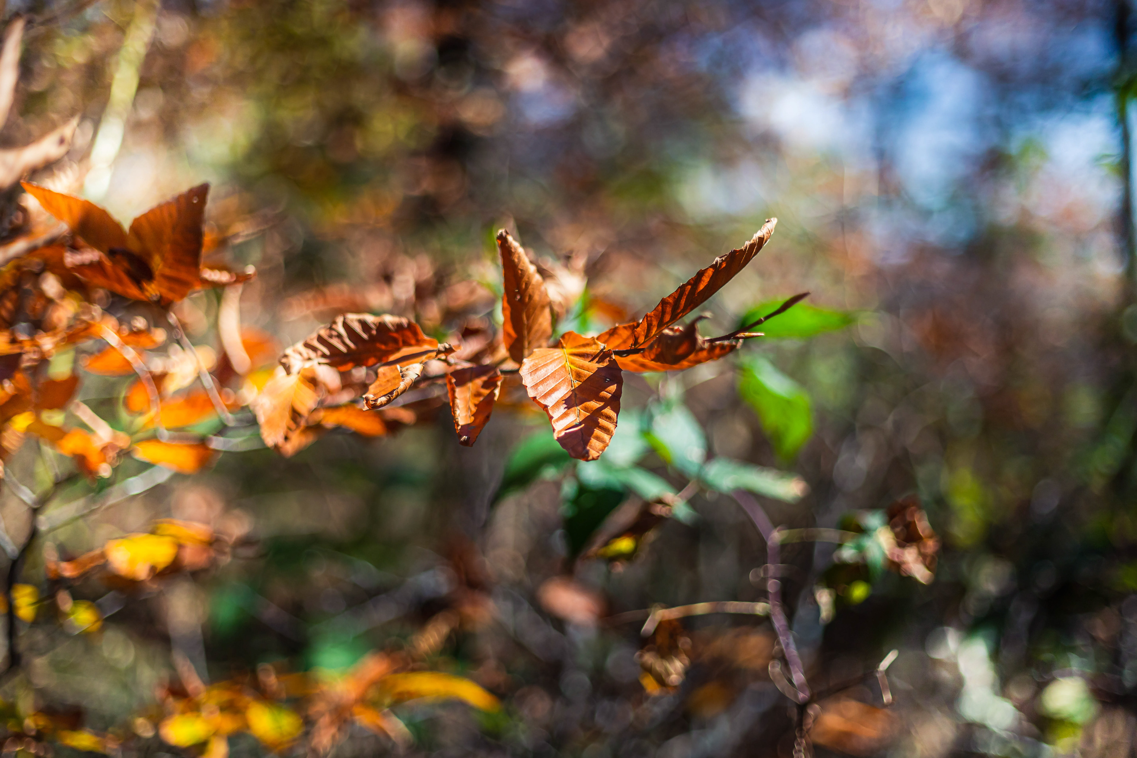 North Carolina Mountains