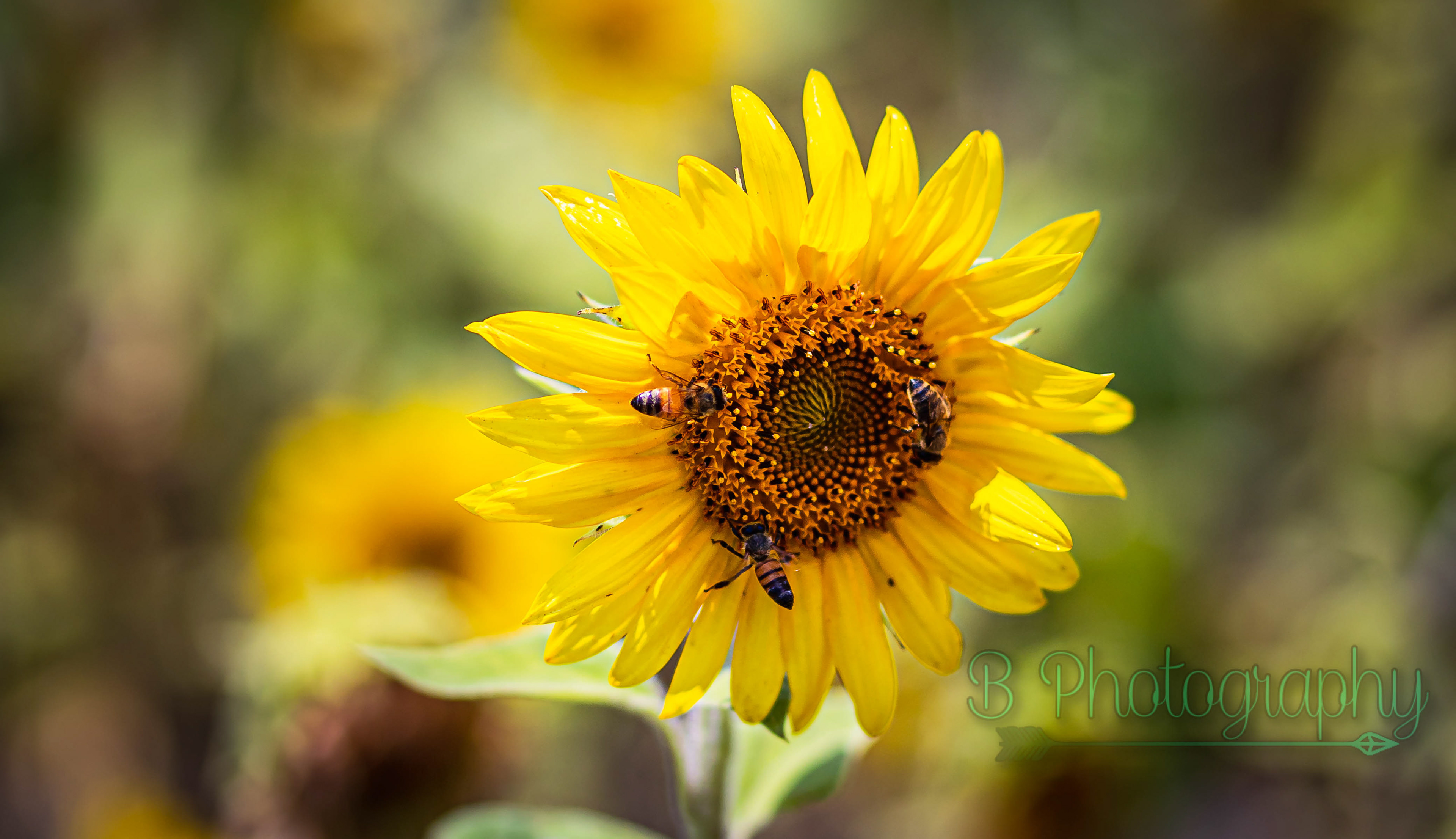 Sunflower Field in Mims, FL