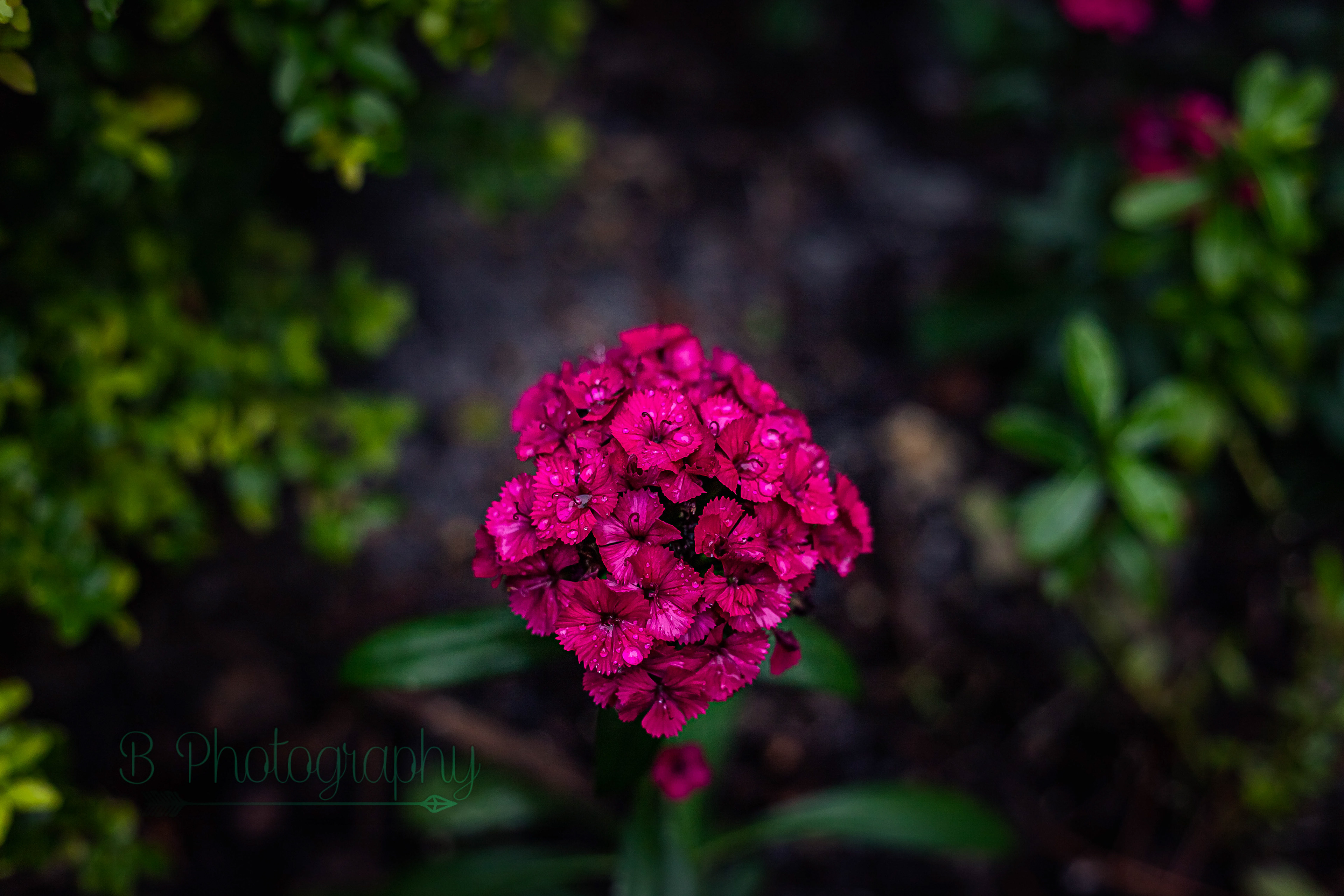 Washington Oaks State Park - Palm Coast, FL