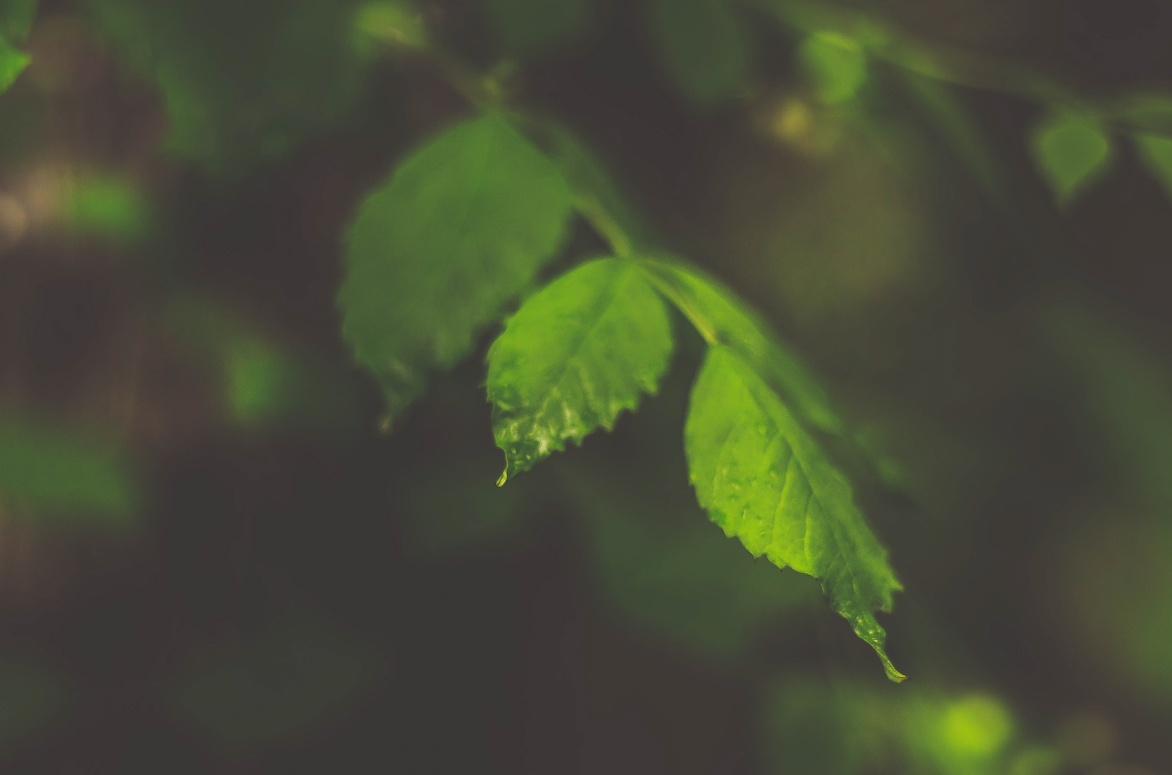 Pellicer Park, Bunnell, FL